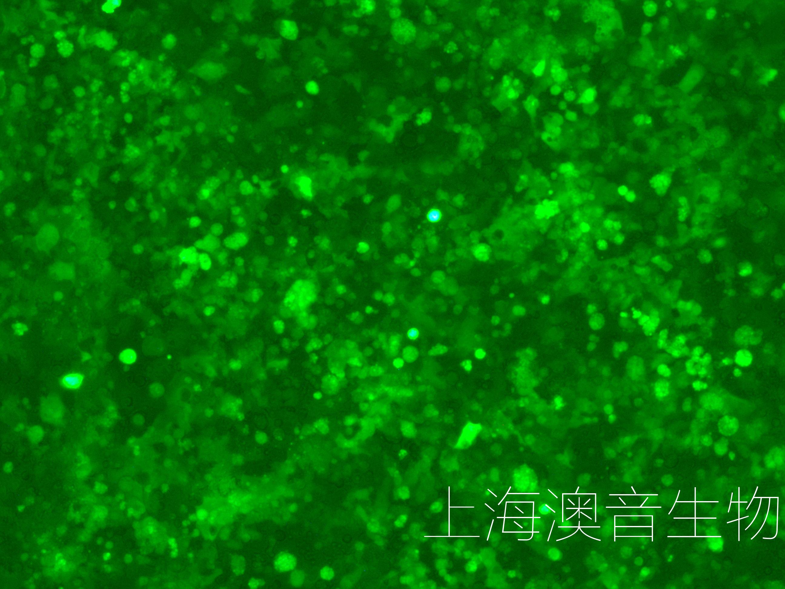 HCT116-LUC-GFP-220825