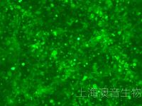 HCT116-LUC-GFP-220825