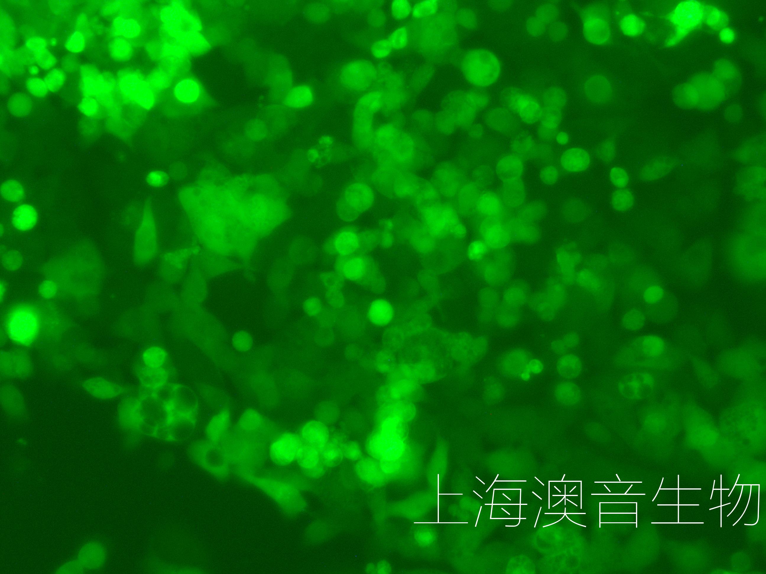 HCT116-LUC-GFP-220827