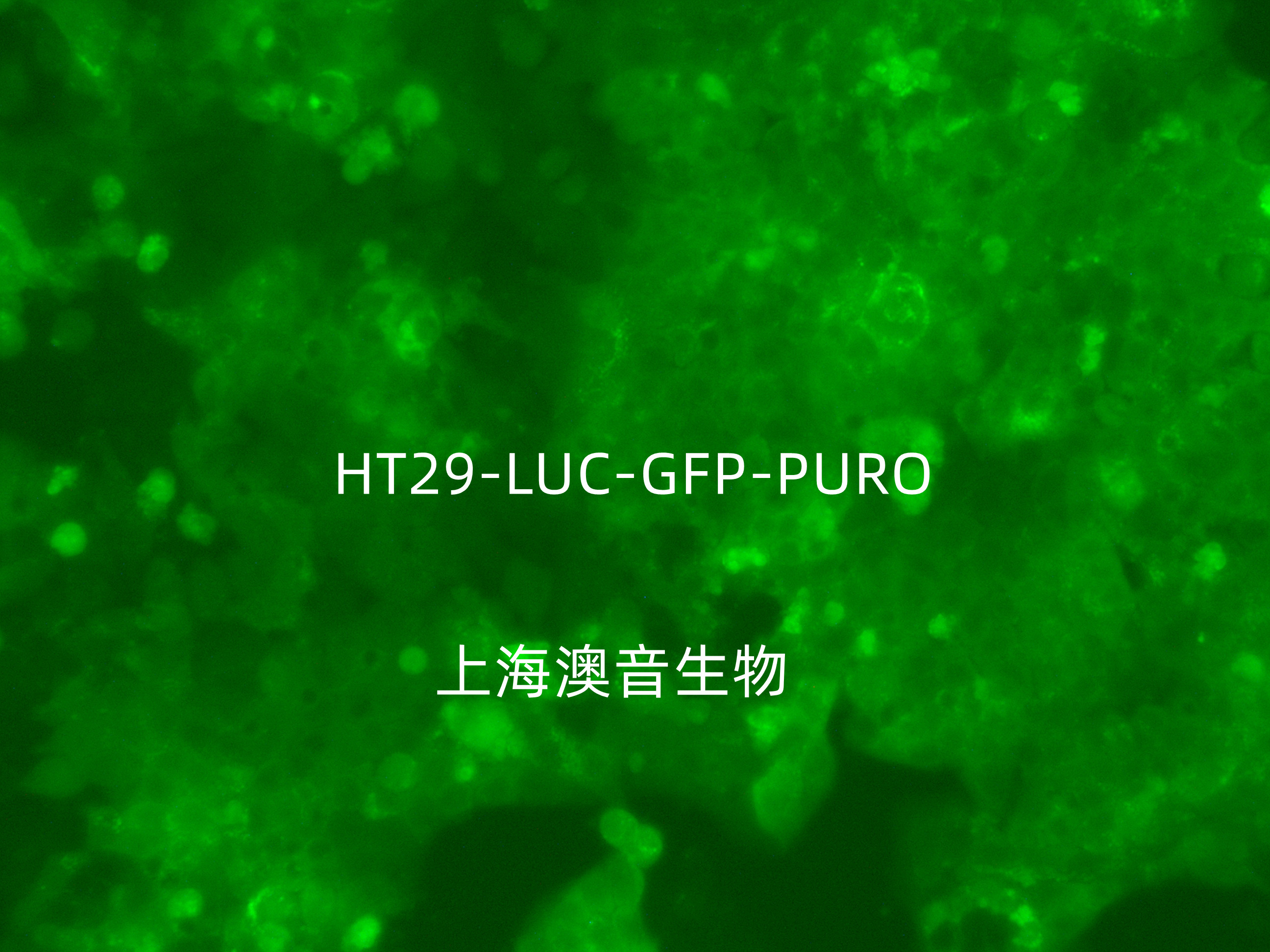 HT29-LUC-GFP-220702_副本