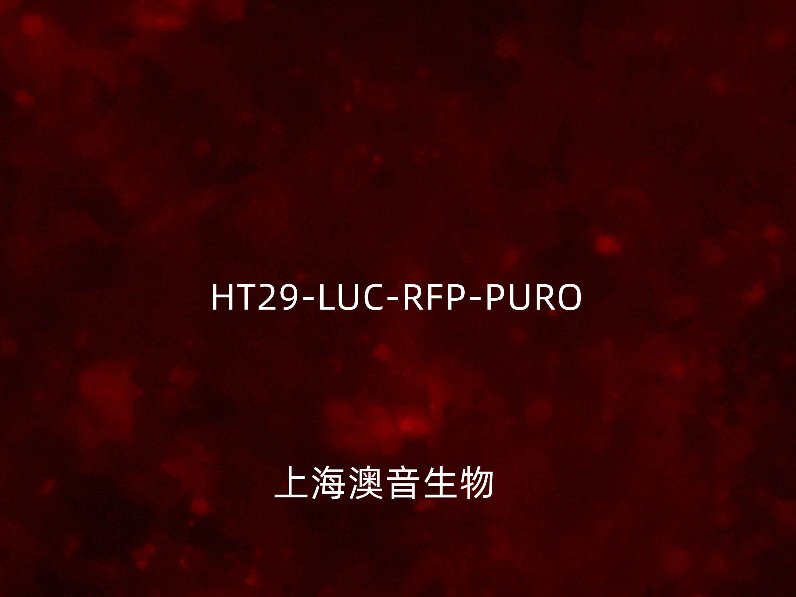 HT29-LUC-RFP-220702_副本