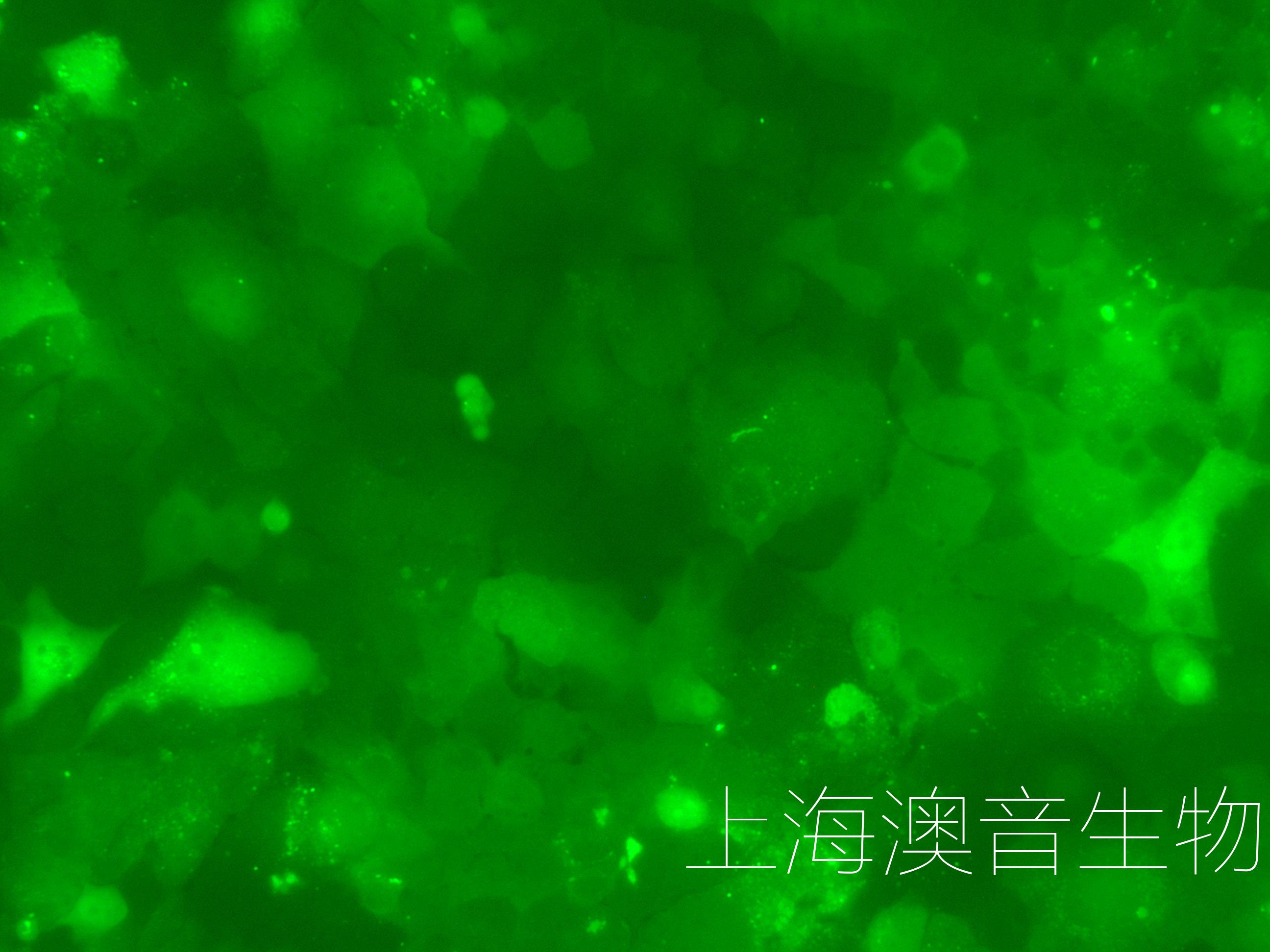 HUH7-GFP-221027