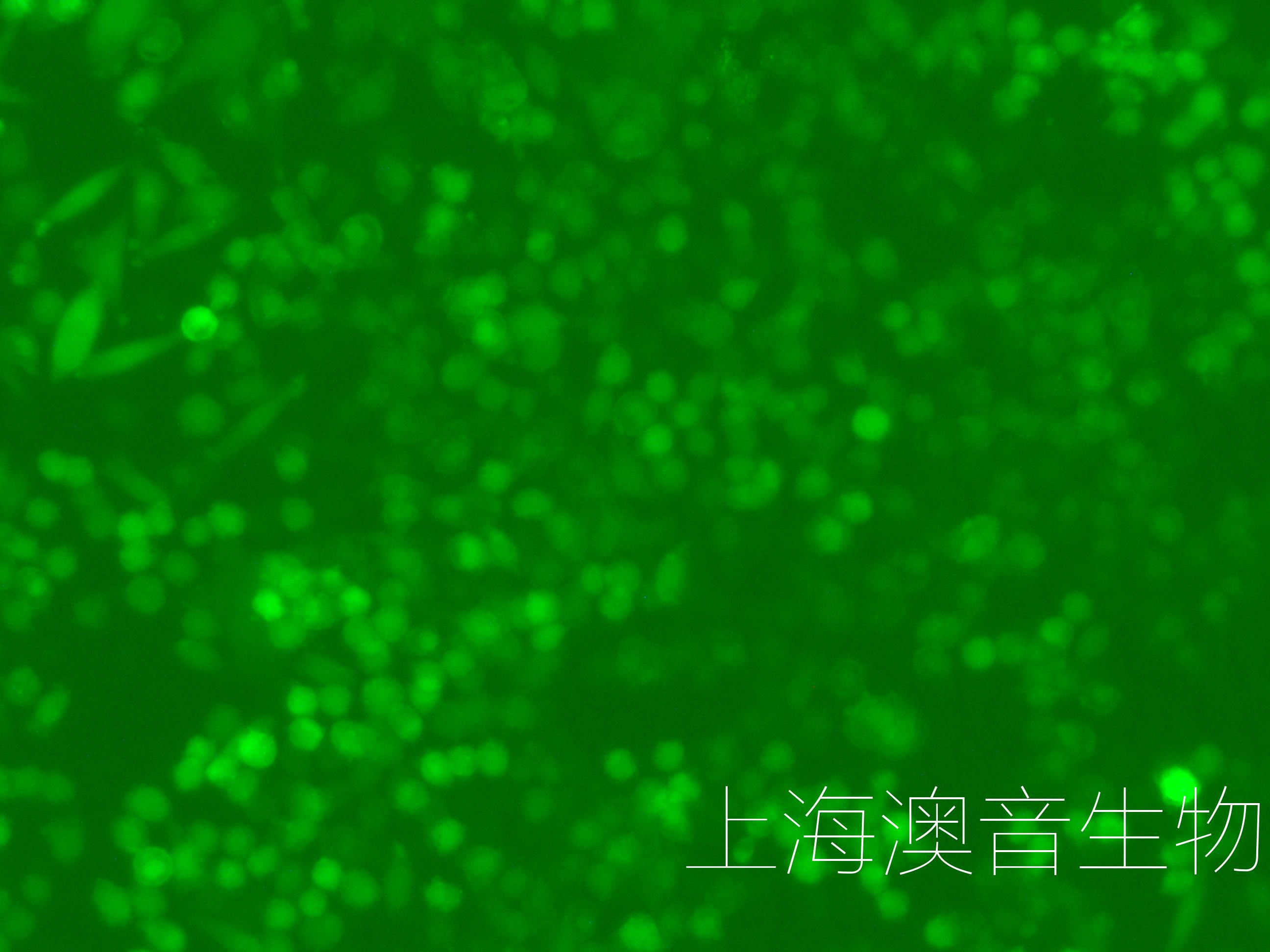 L929-GFP-221025