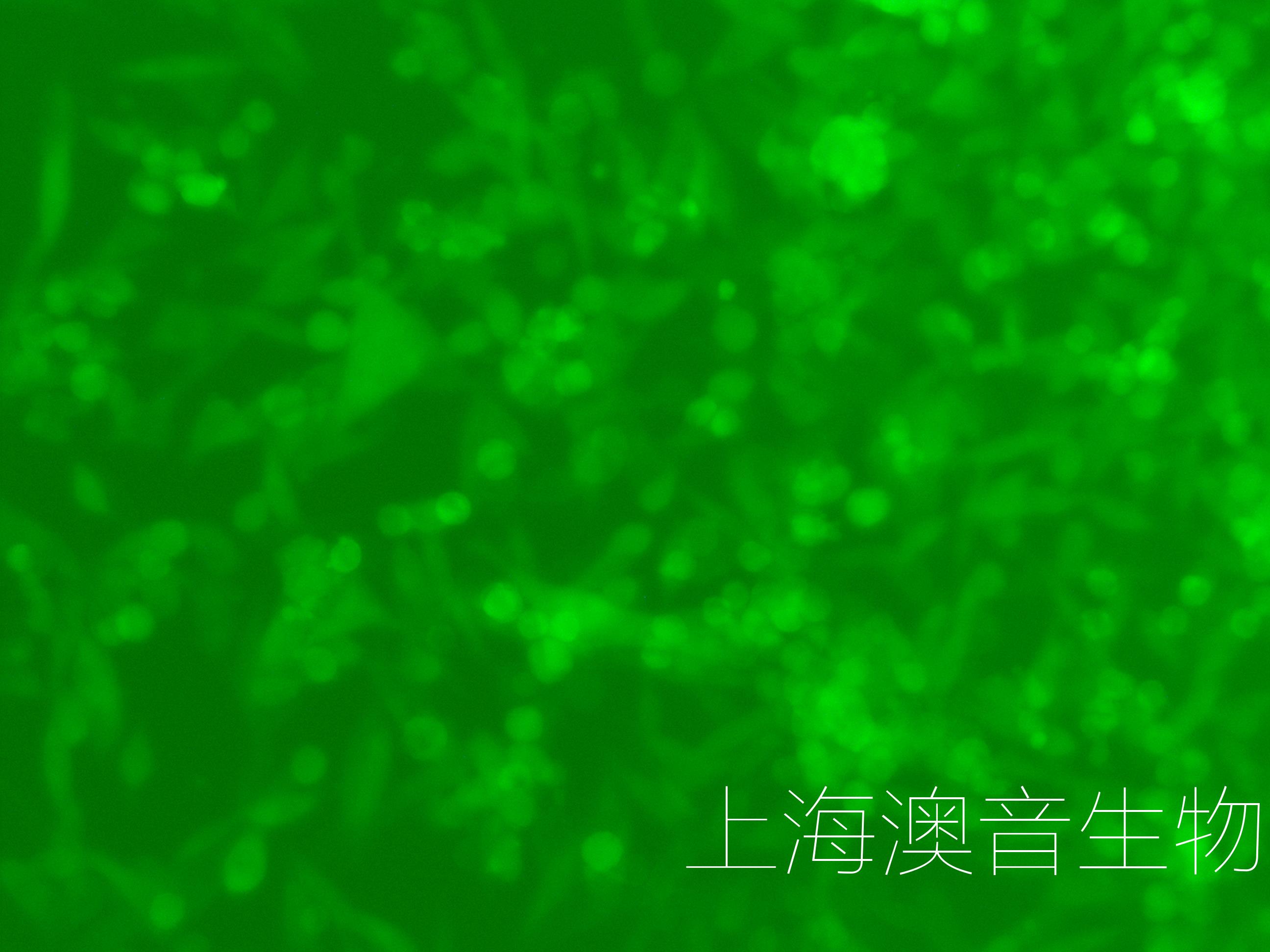 E0771-LUC-GFP-221217