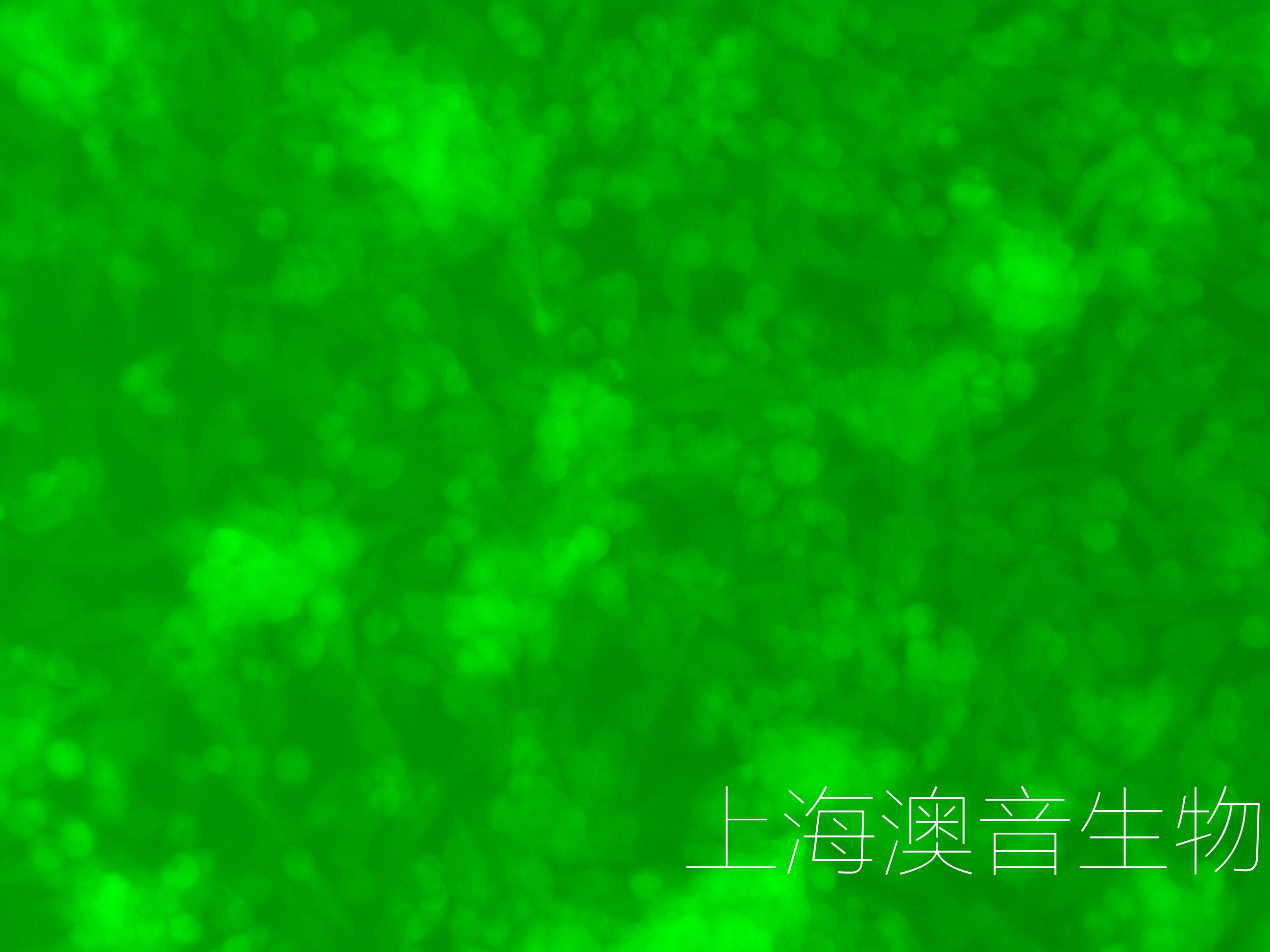 E0771-LUC-GFP-221220