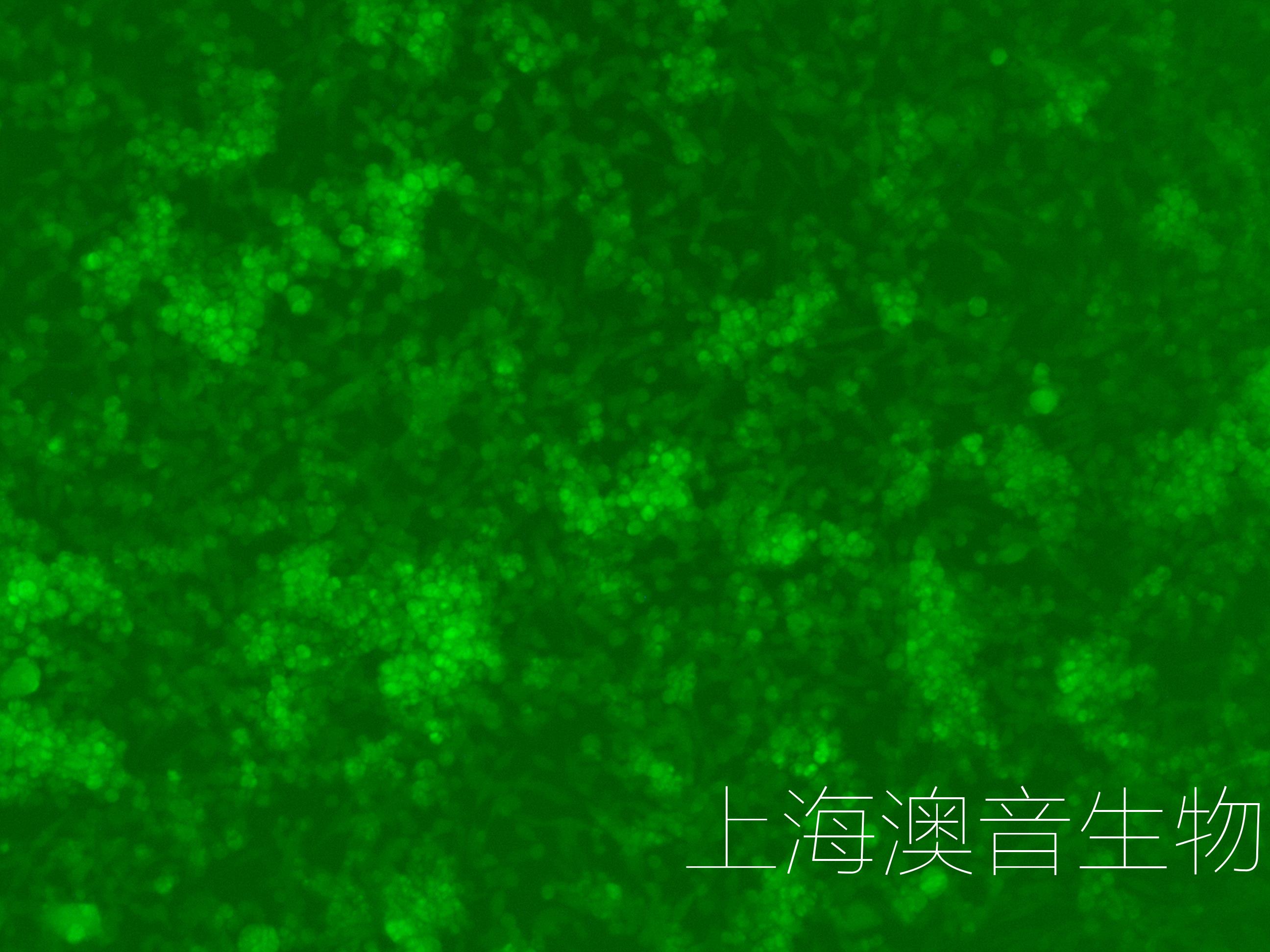 E0771-LUC-GFP-221220-1