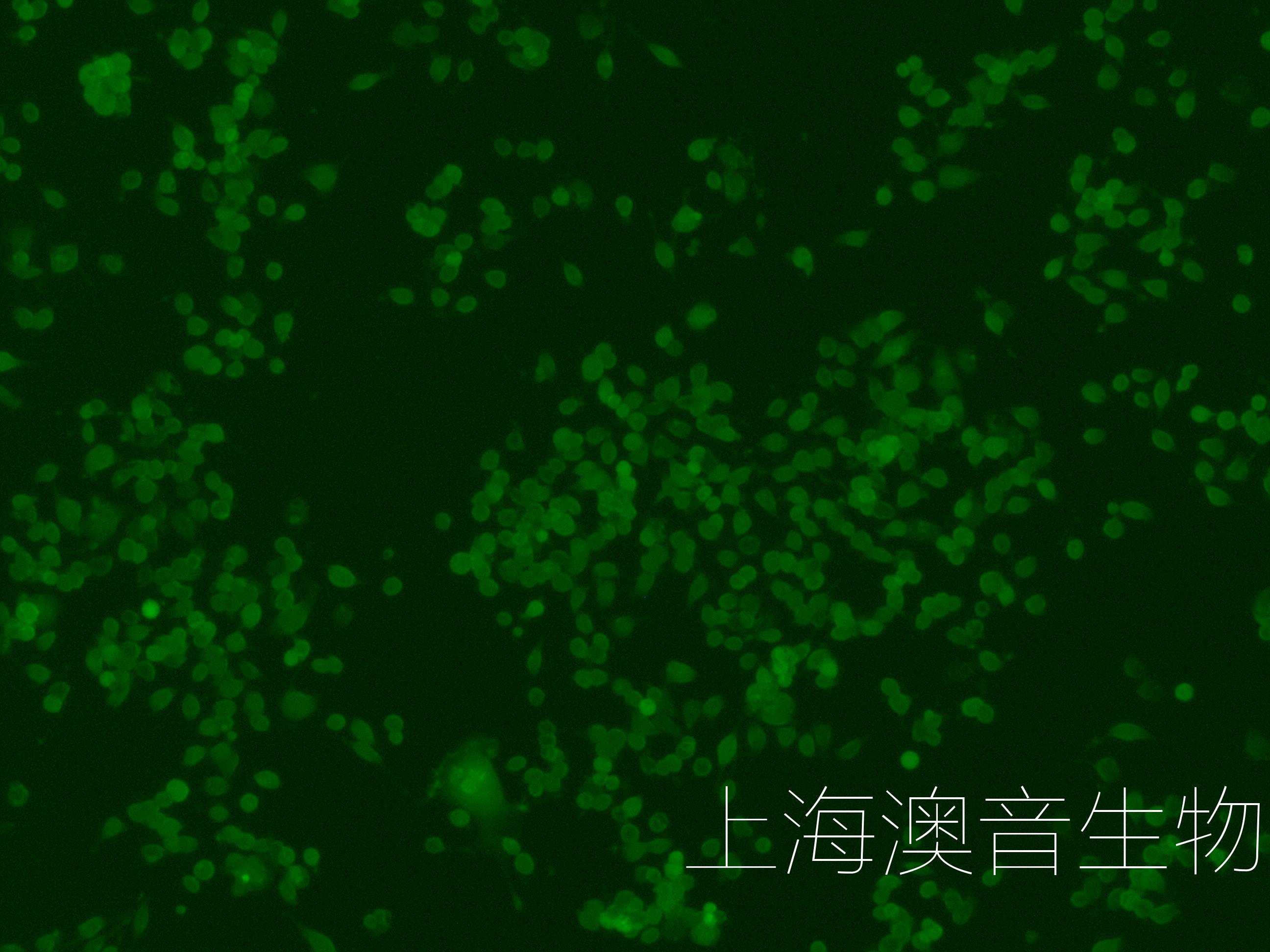 NEURO-2A-GFP-230328-1