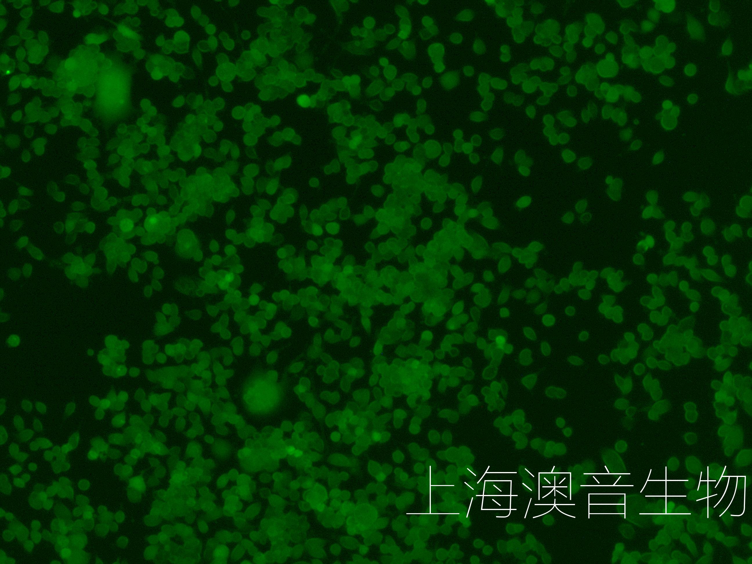 NEURO-2A-GFP-230328-2