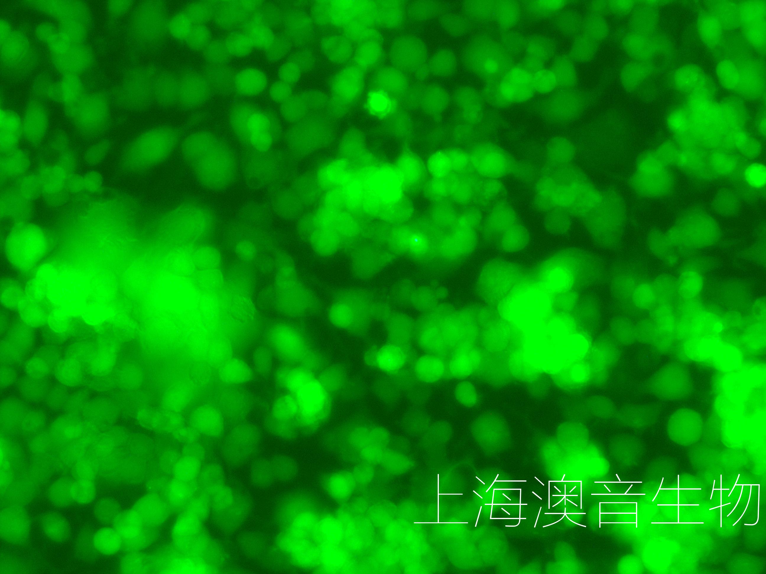 NEURO-2A-GFP-230328-7