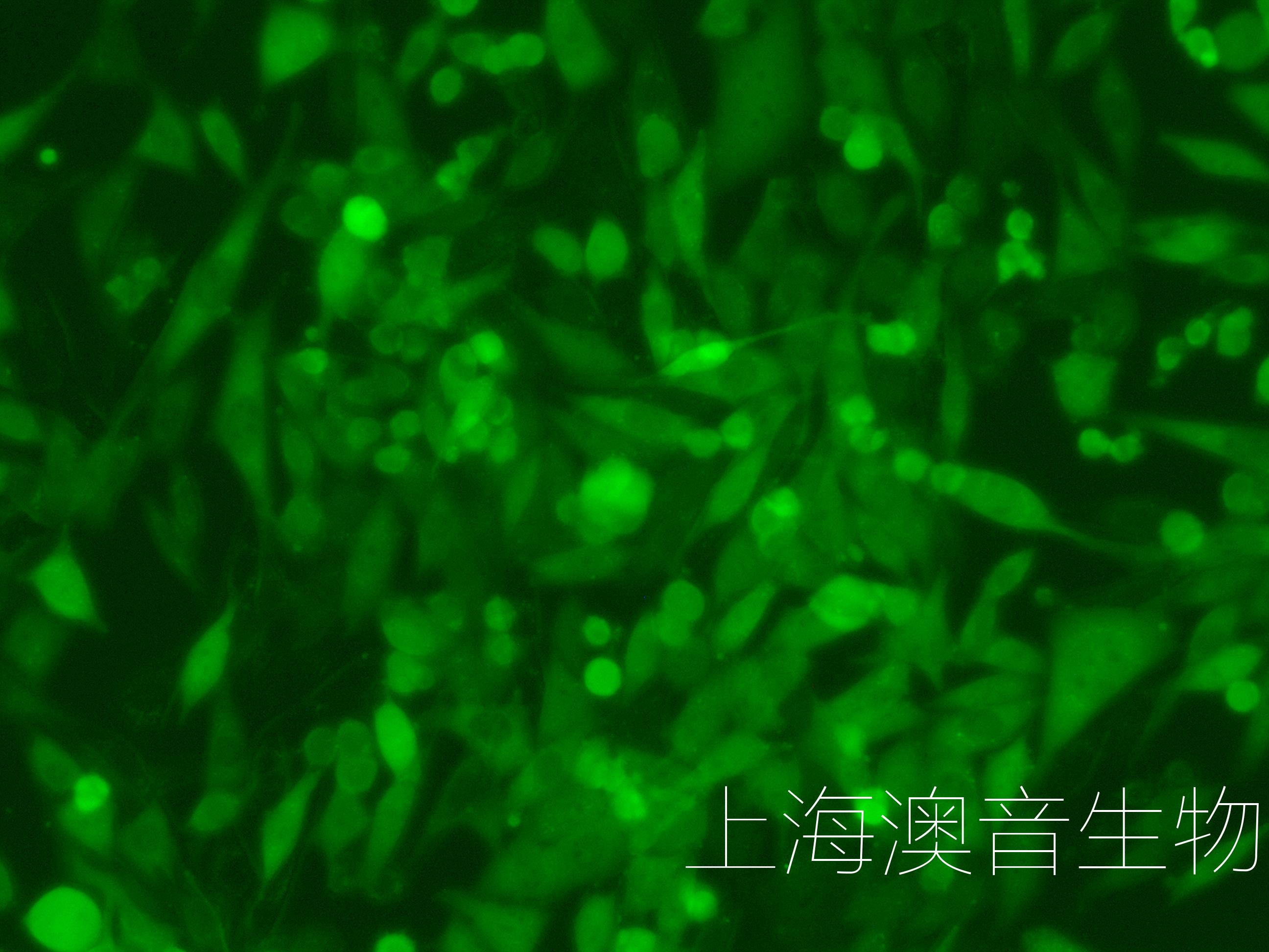 PANC02-LUC-GFP-230325