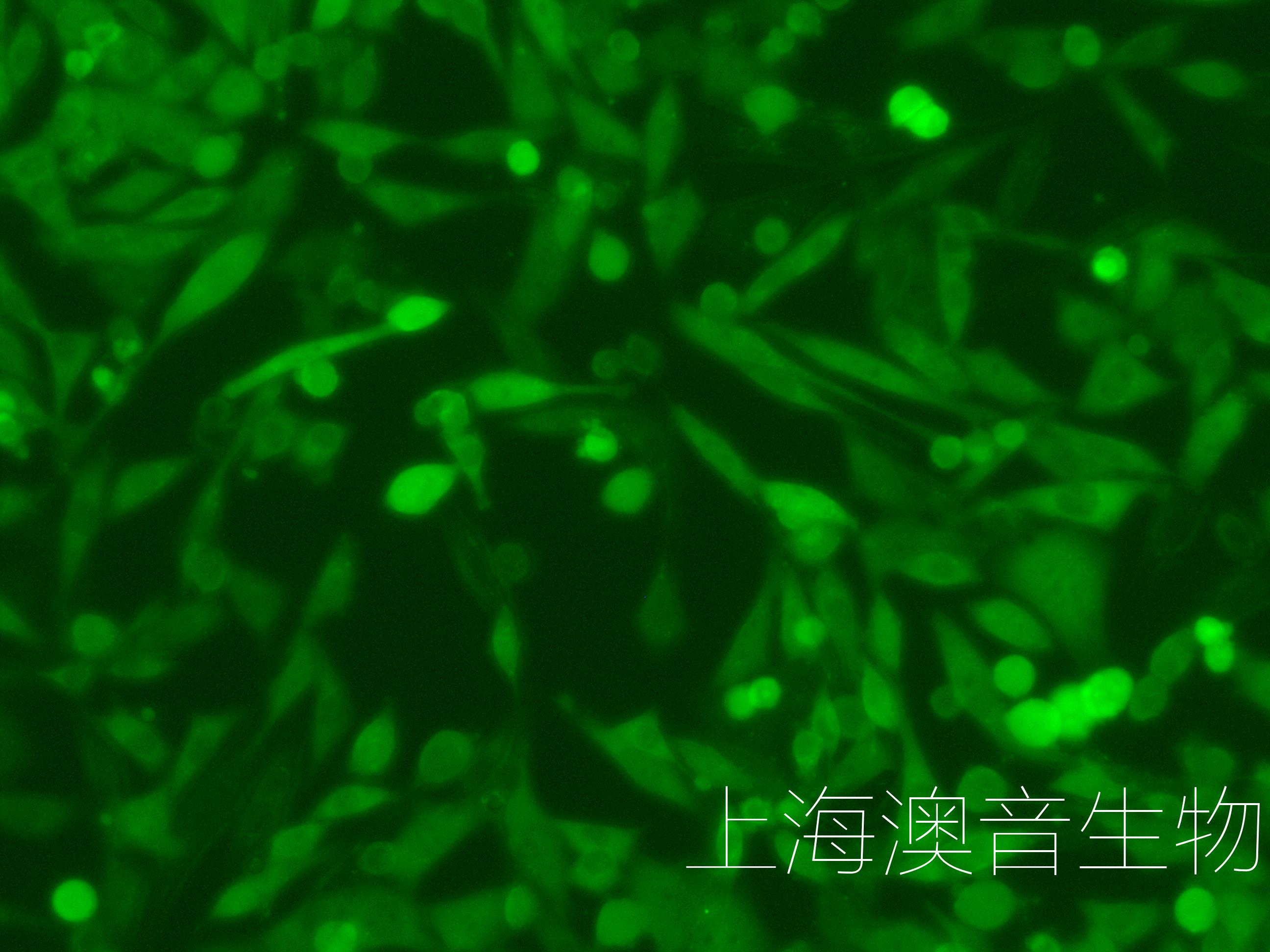 PANC02-LUC-GFP-230325-1