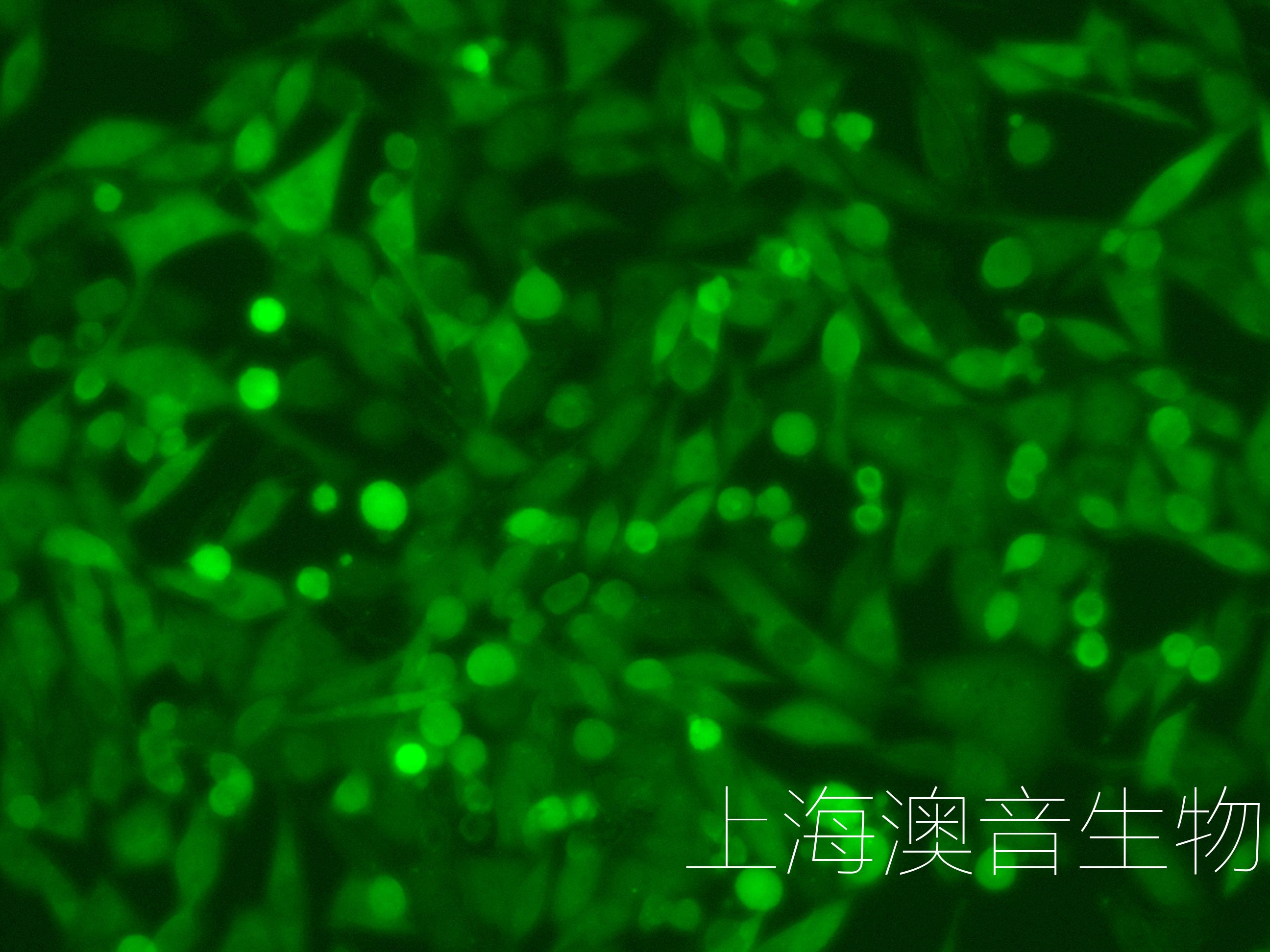 PANC02-LUC-GFP-230325-4