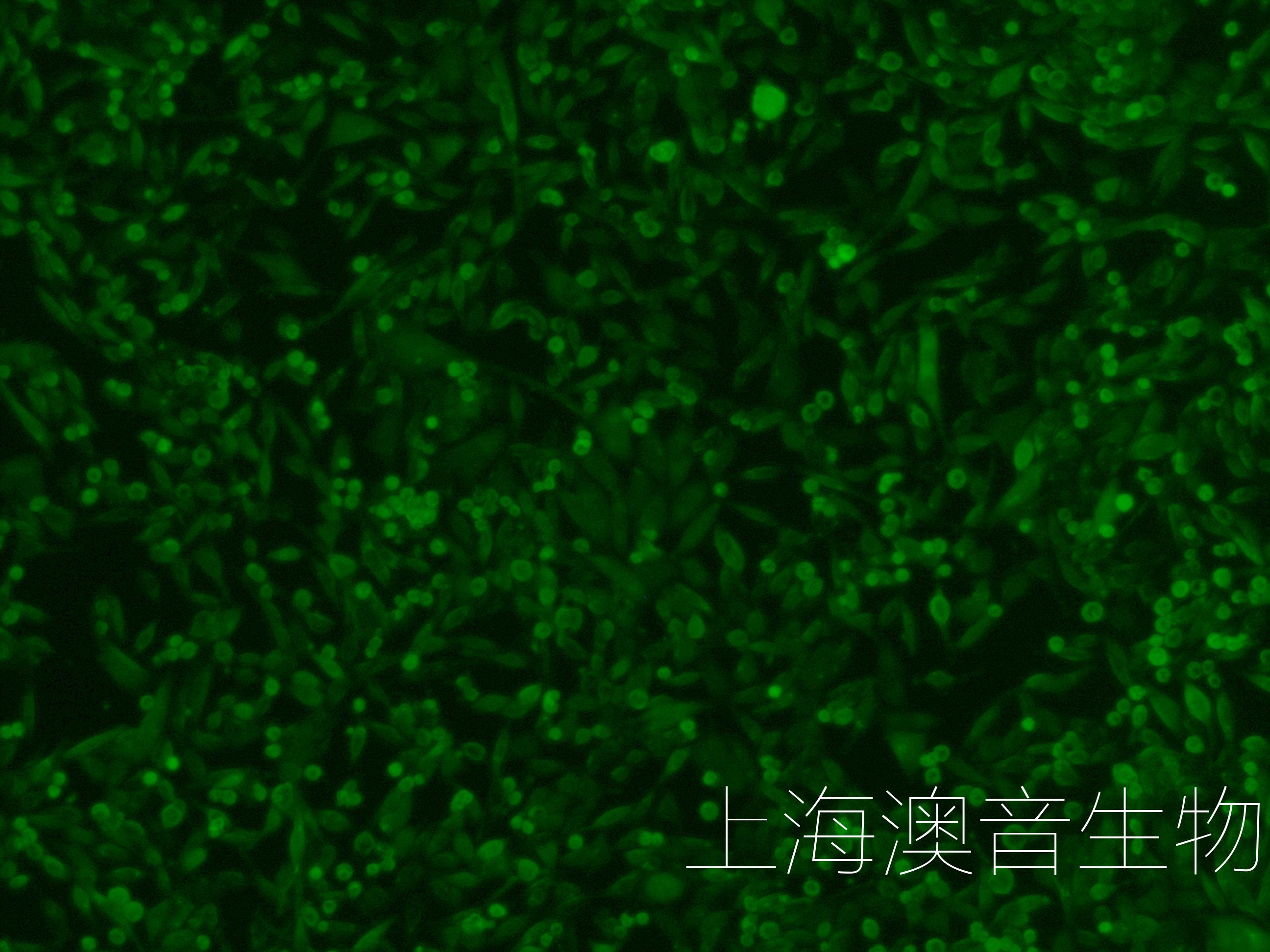 PANC02-LUC-GFP-230325-6