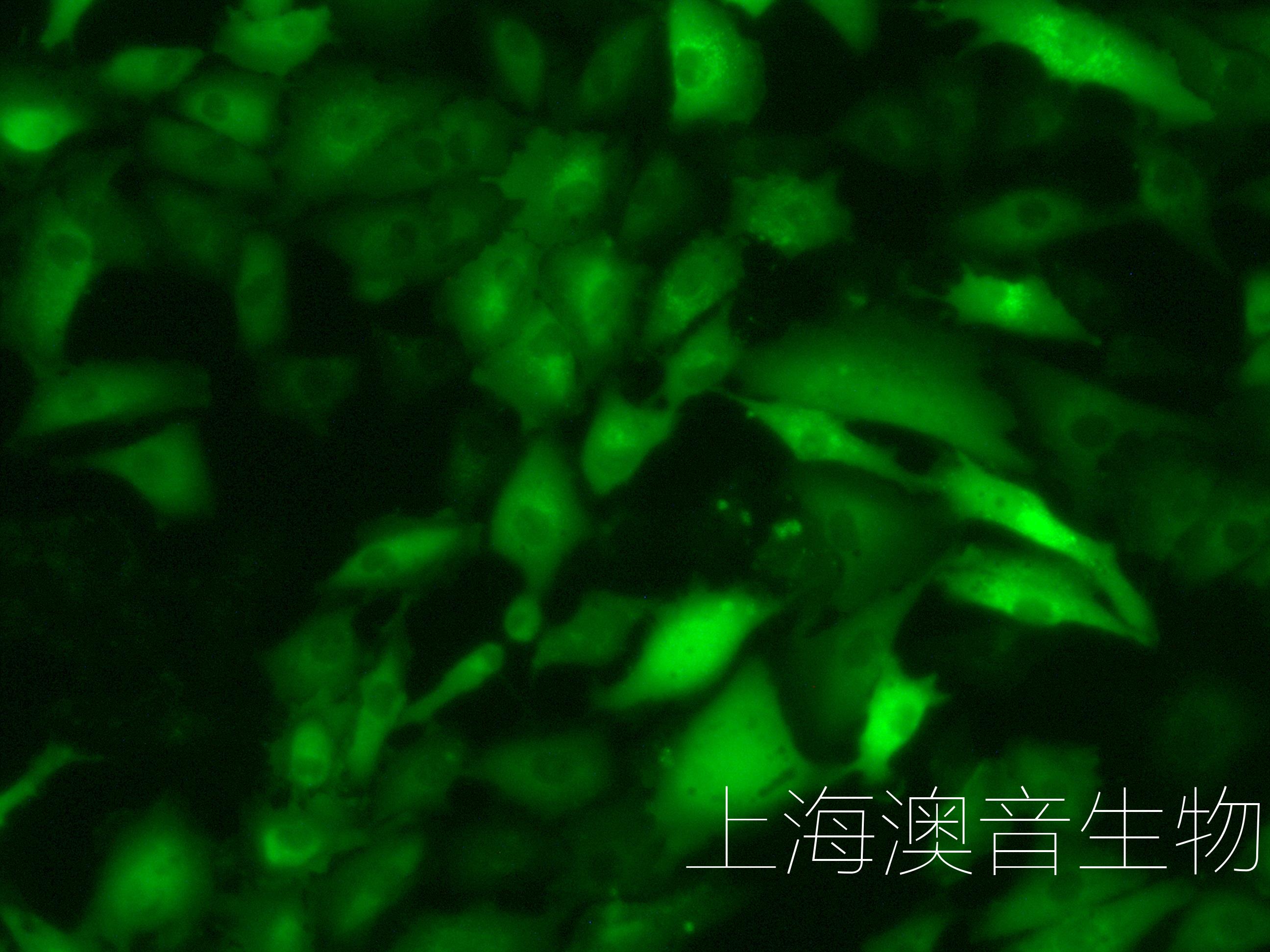 A549-LUC-GFP-230502