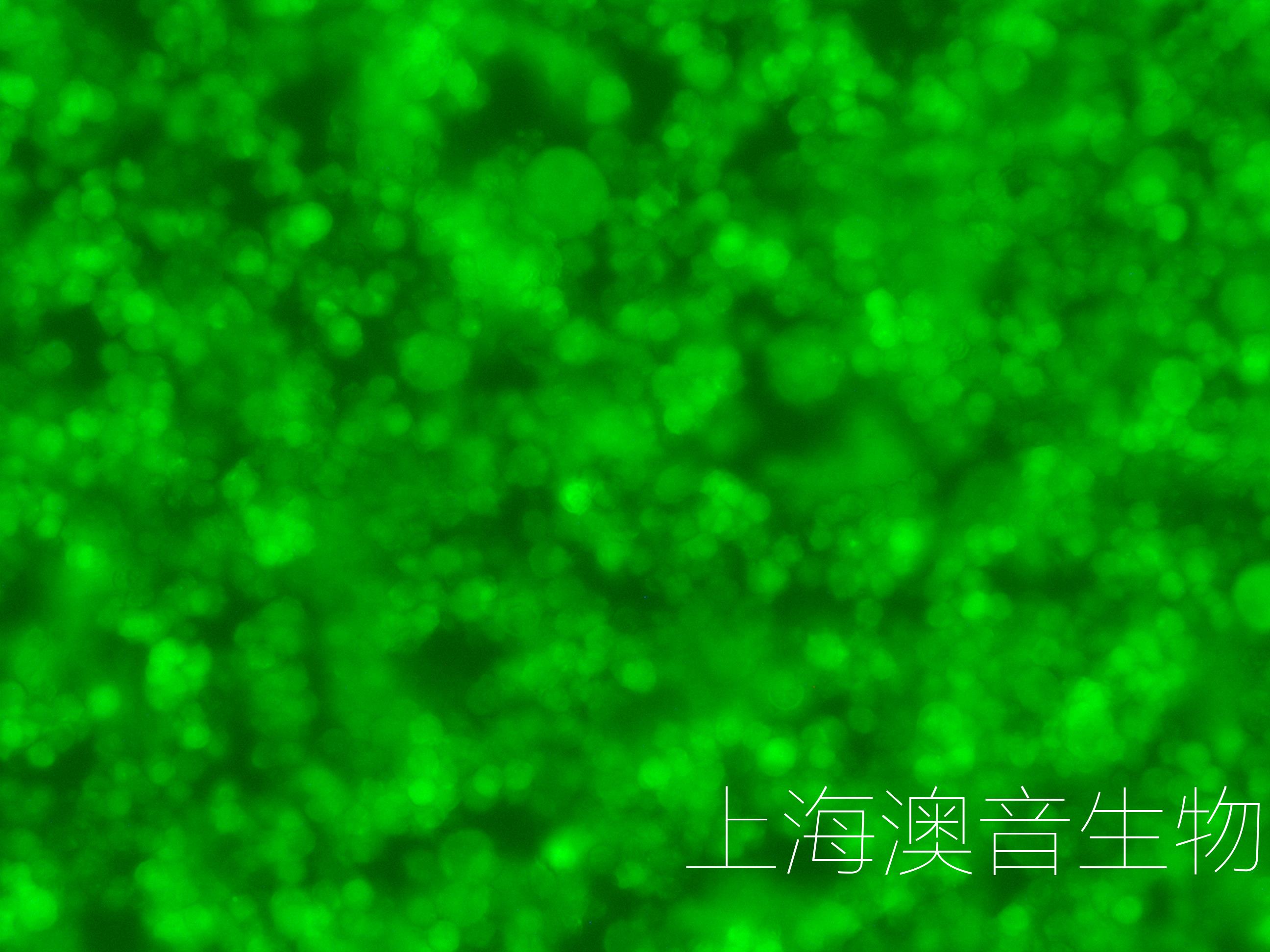 A20-LUC-GFP-230523