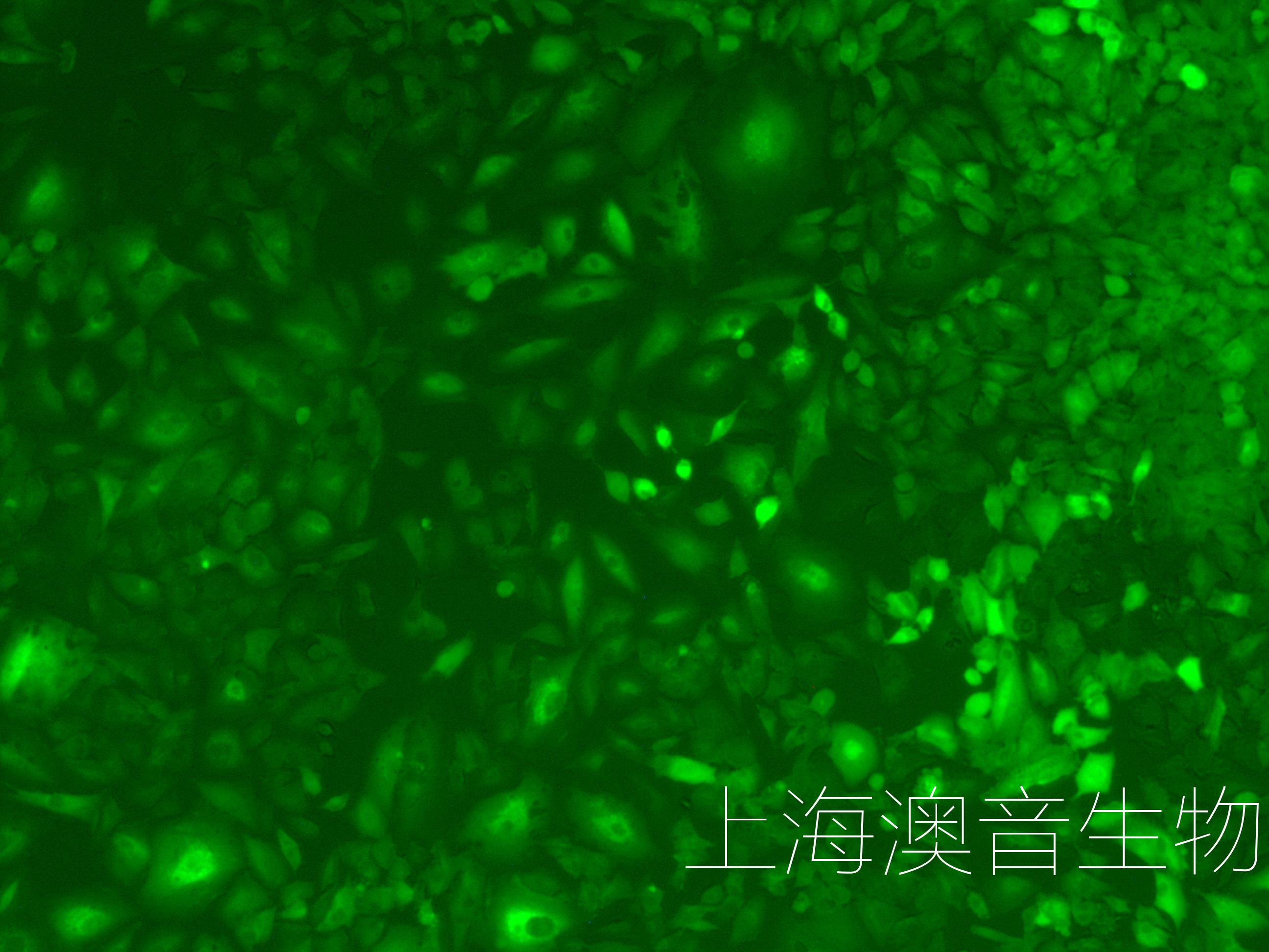 A549-LUC-GFP-230525-1