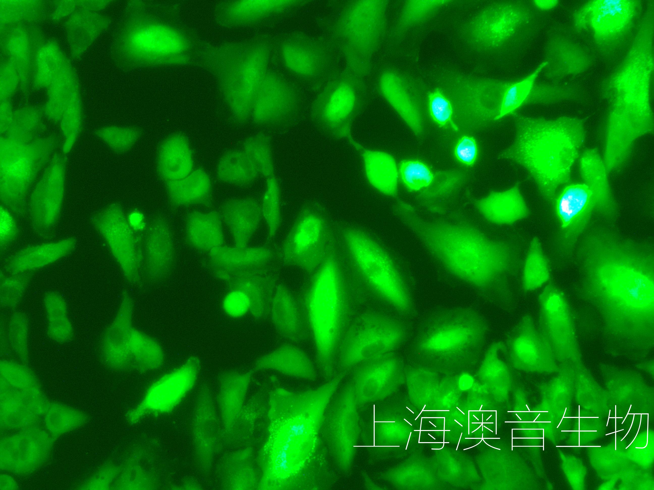 A549-LUC-GFP-230525-2