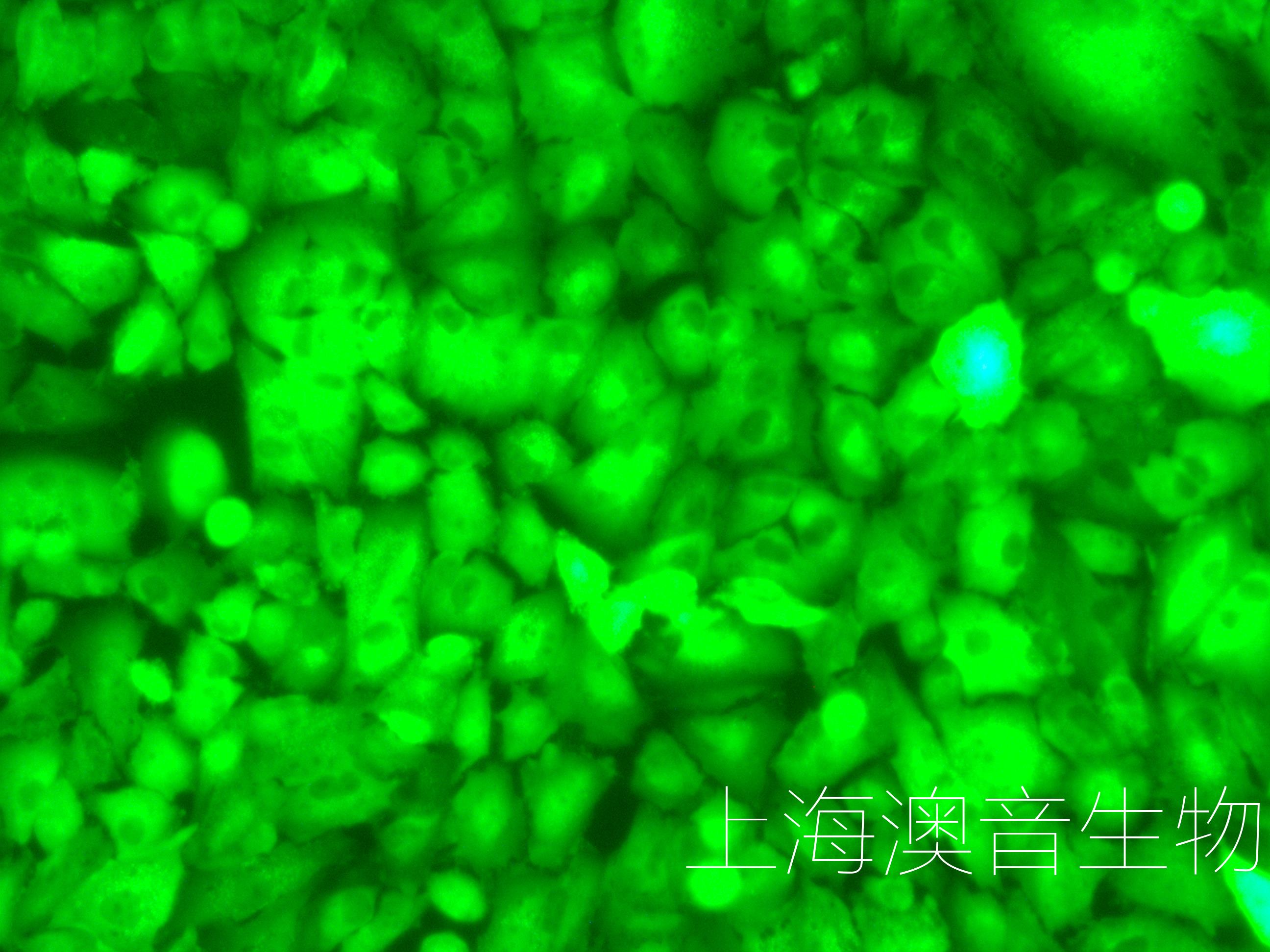 A549-LUC-GFP-230525-3