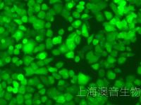 PANC-1-LUC-GFP-230516-1