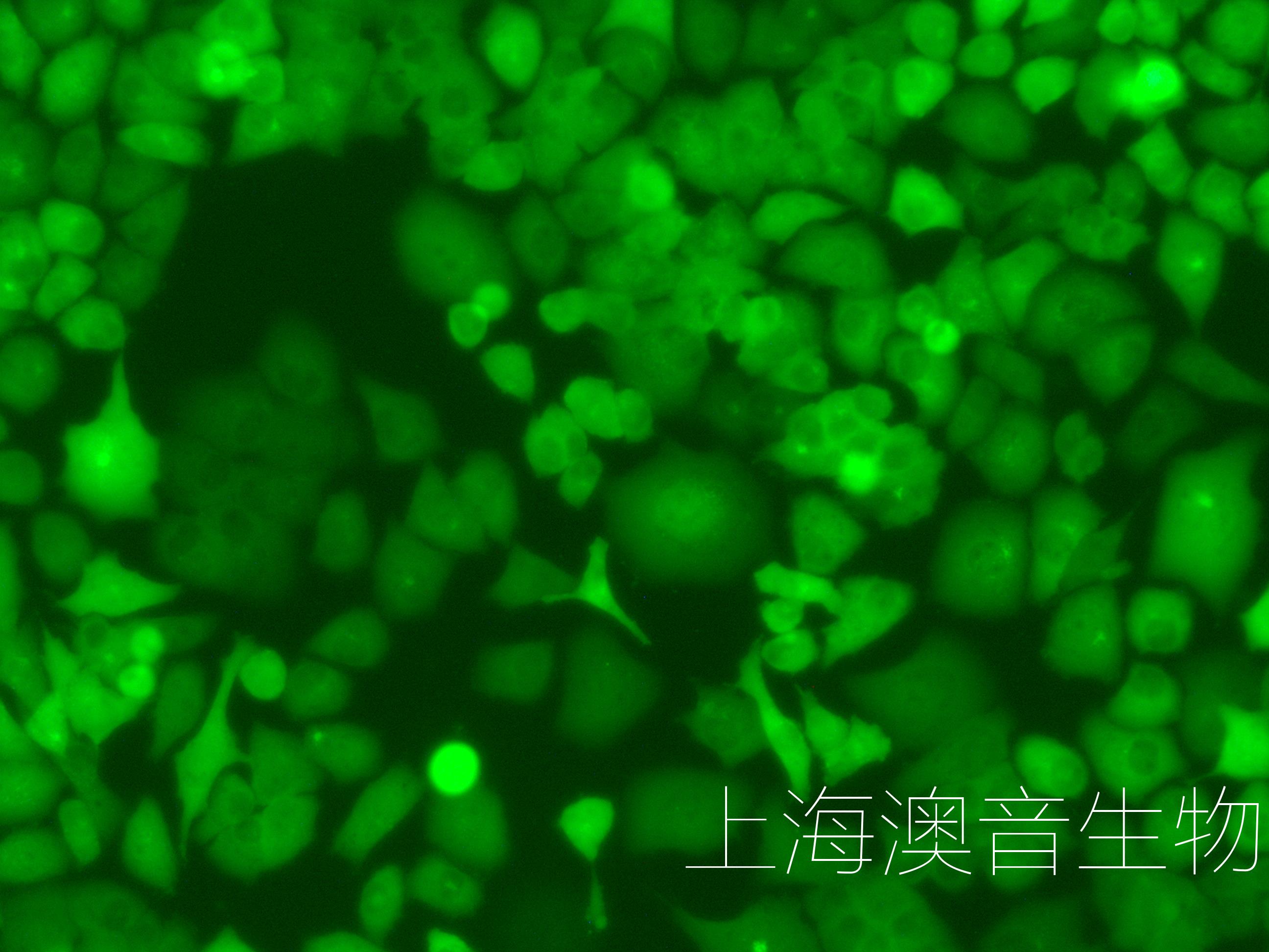 PANC-1-LUC-GFP-230516-2