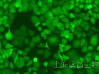 PANC-1-LUC-GFP-230516-2