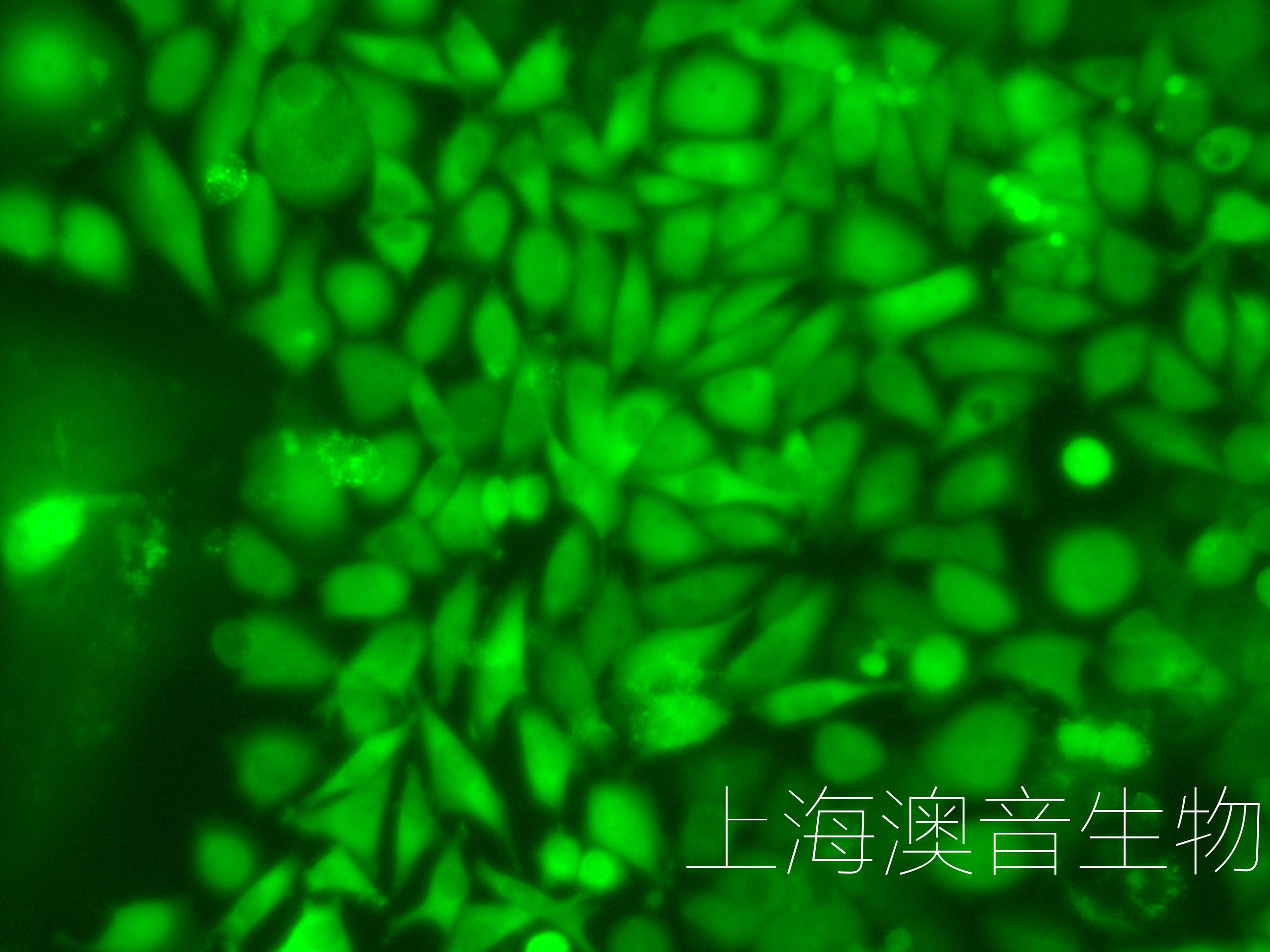 siha-LUC-GFP-230630-2