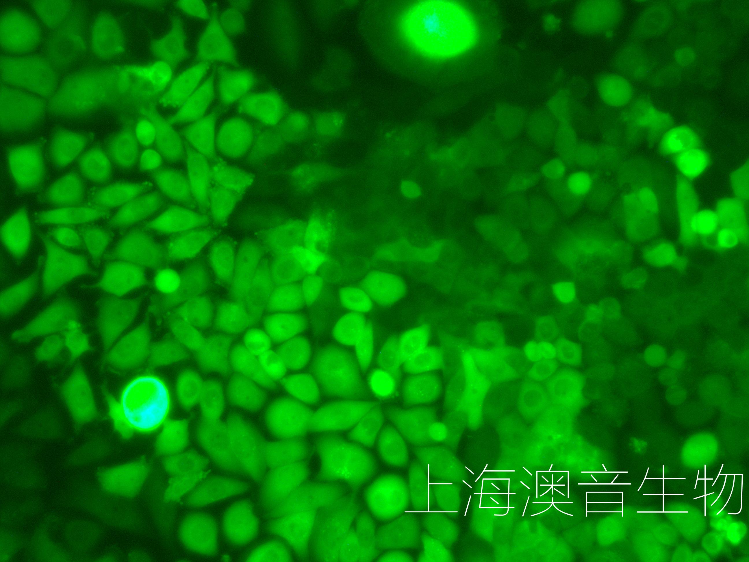 siha-LUC-GFP-230630-3