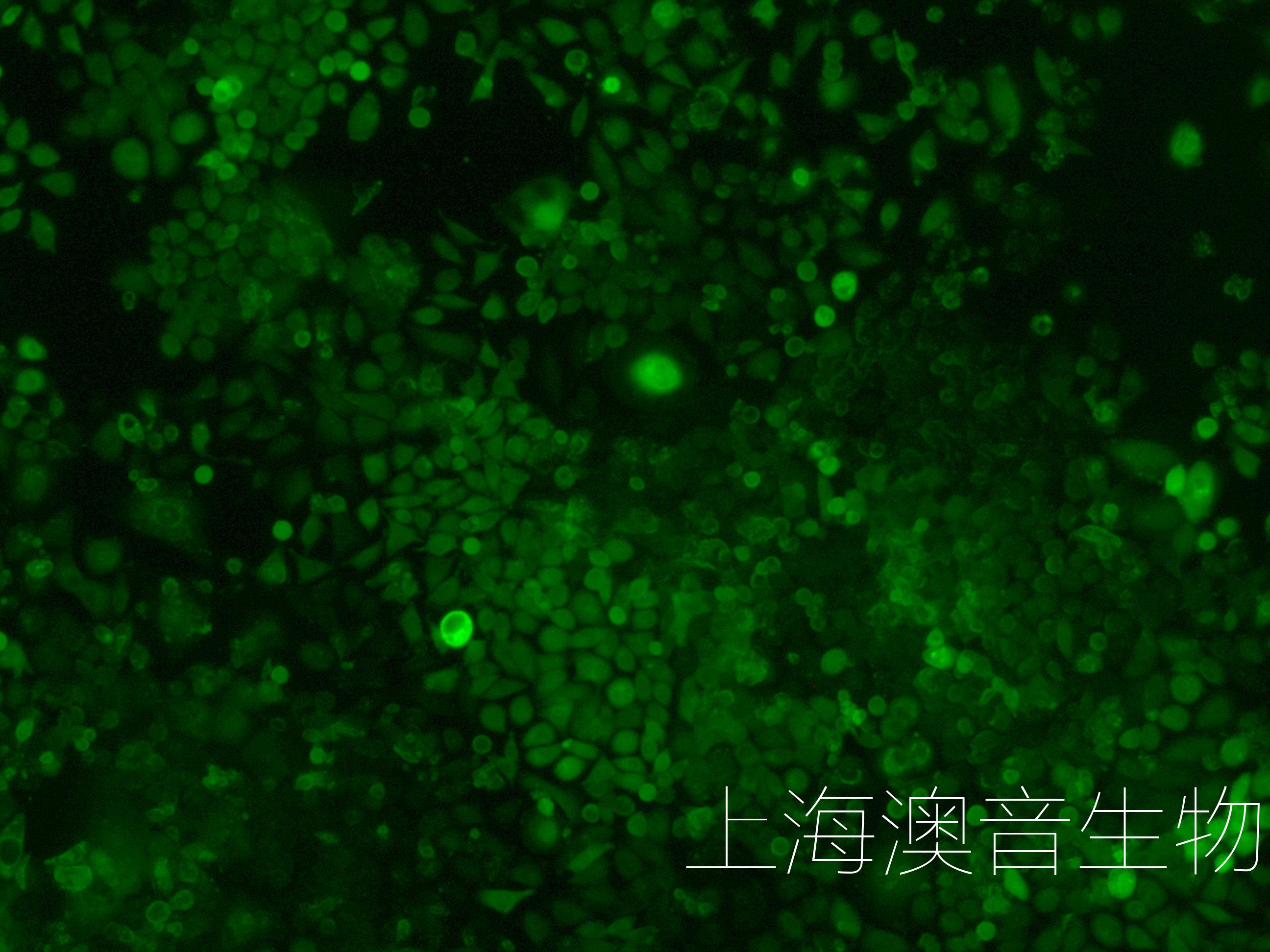 siha-LUC-GFP-230630-4