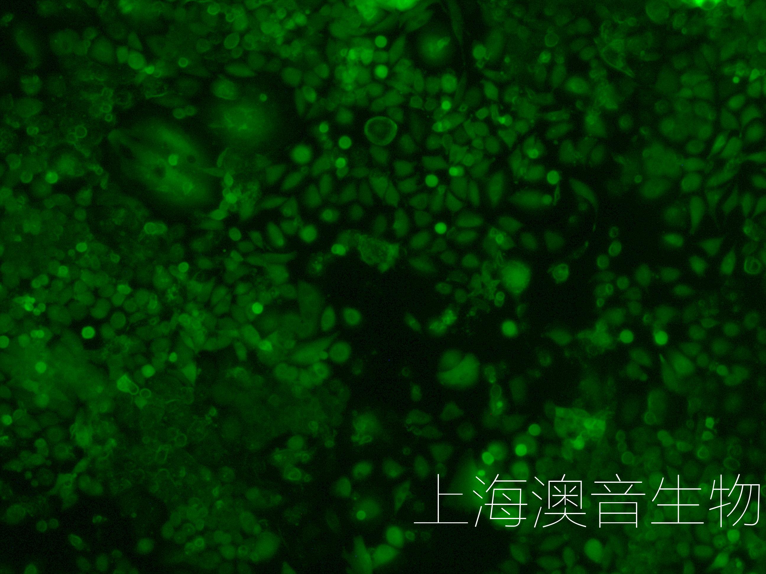 siha-LUC-GFP-230630-6