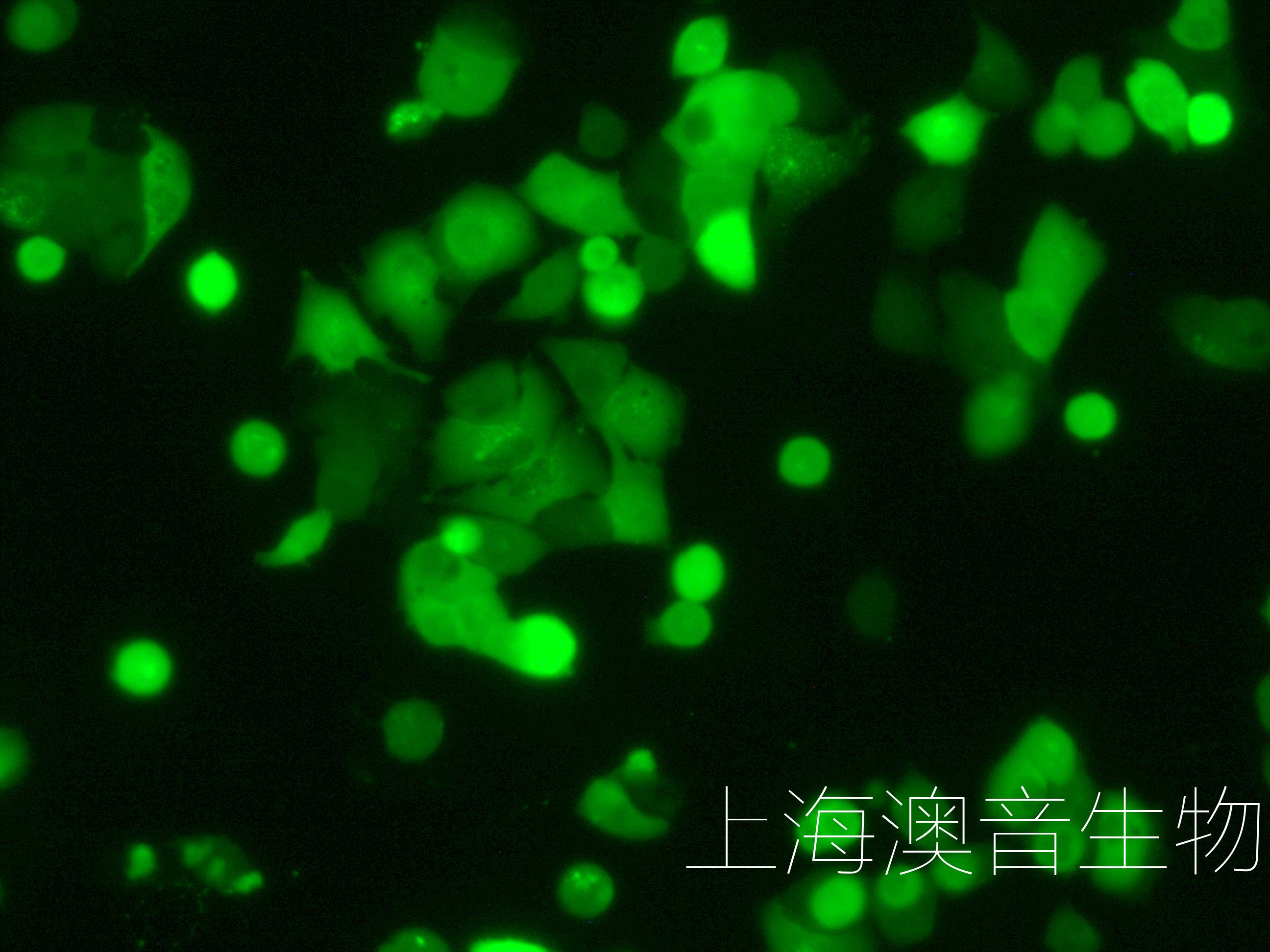 97H-LUC-GFP-230807-1