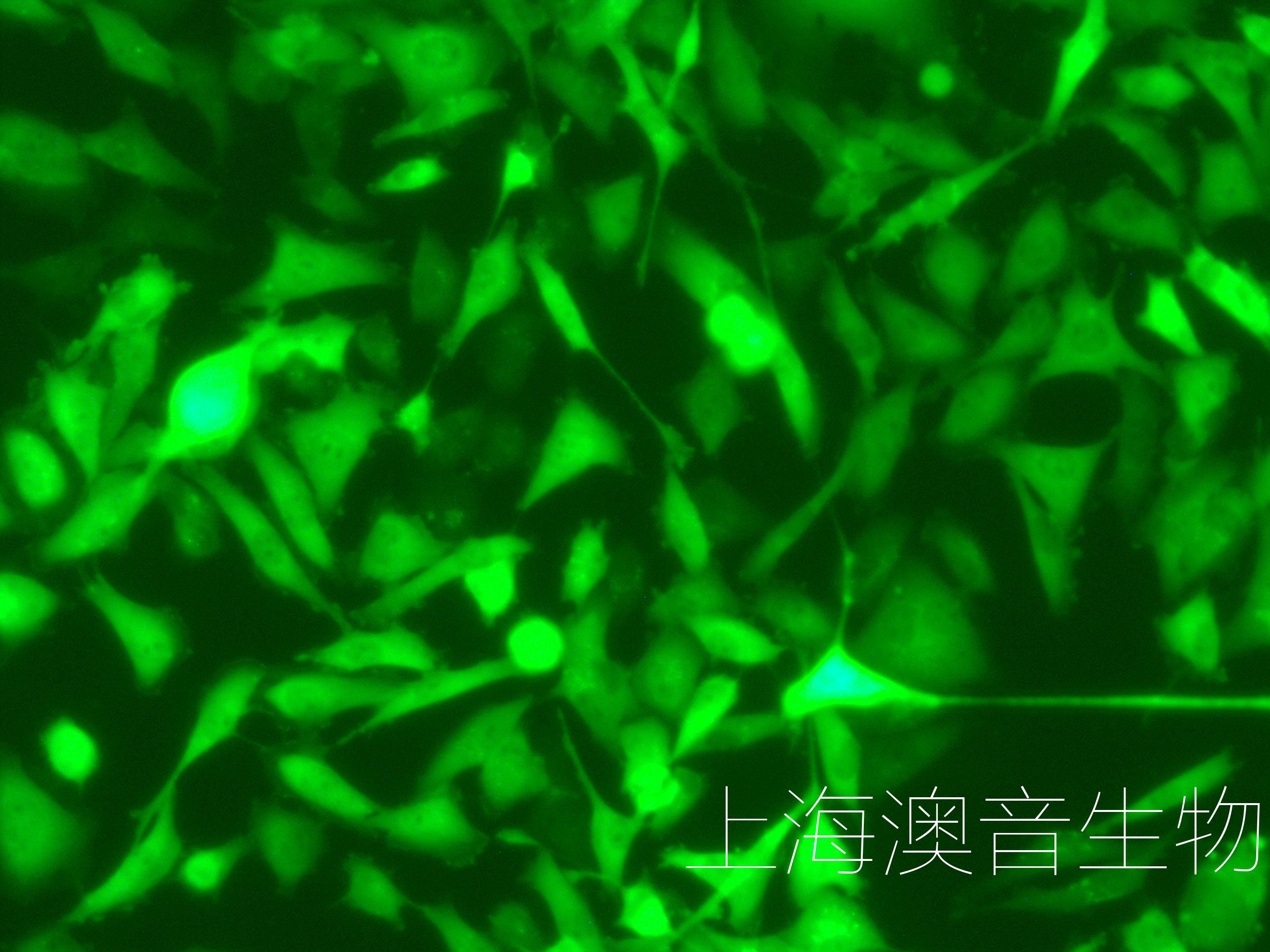 231-LUC-GFP-230806-1