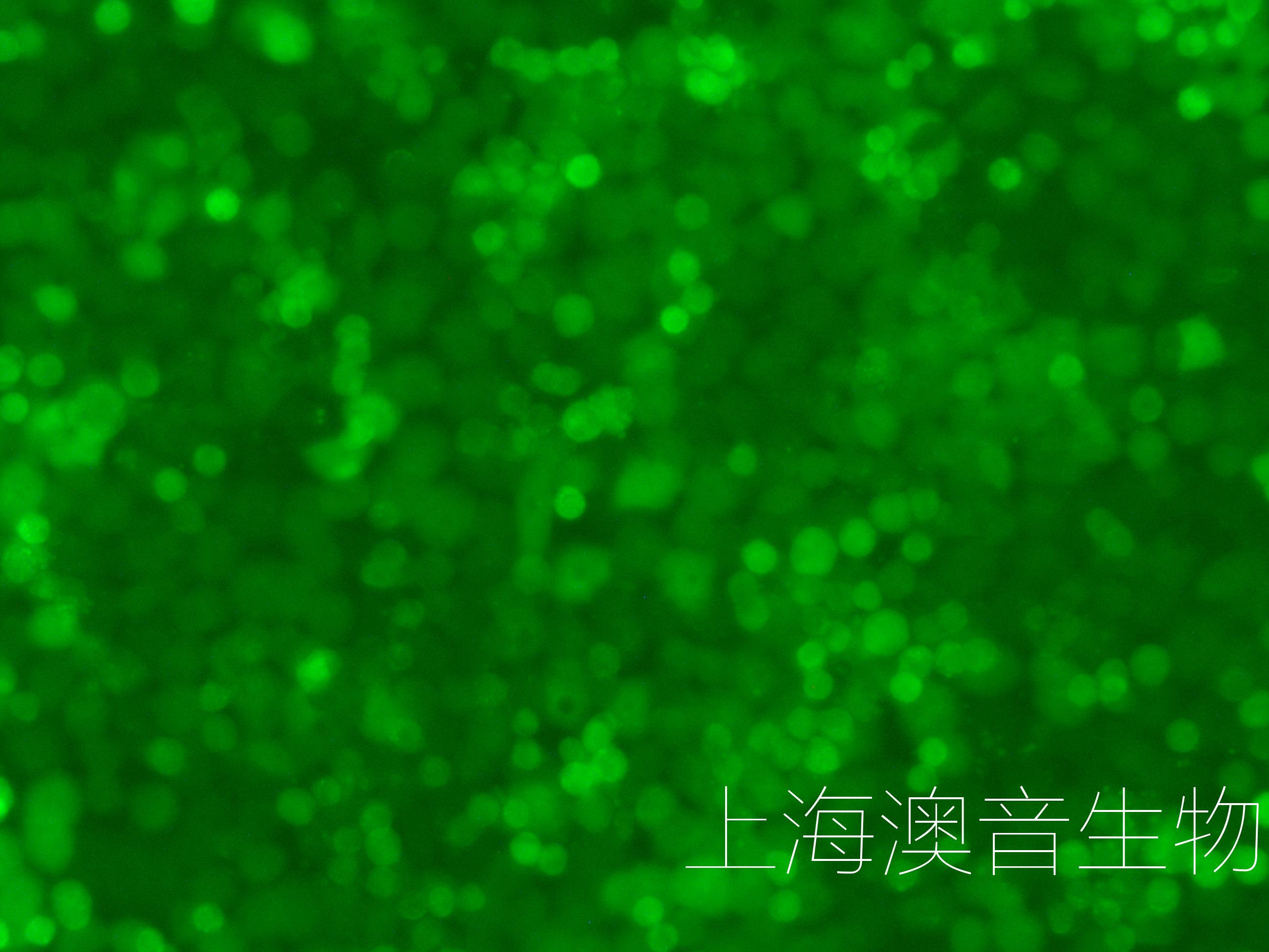 MDA-MB-468-LUC-GFP-230813