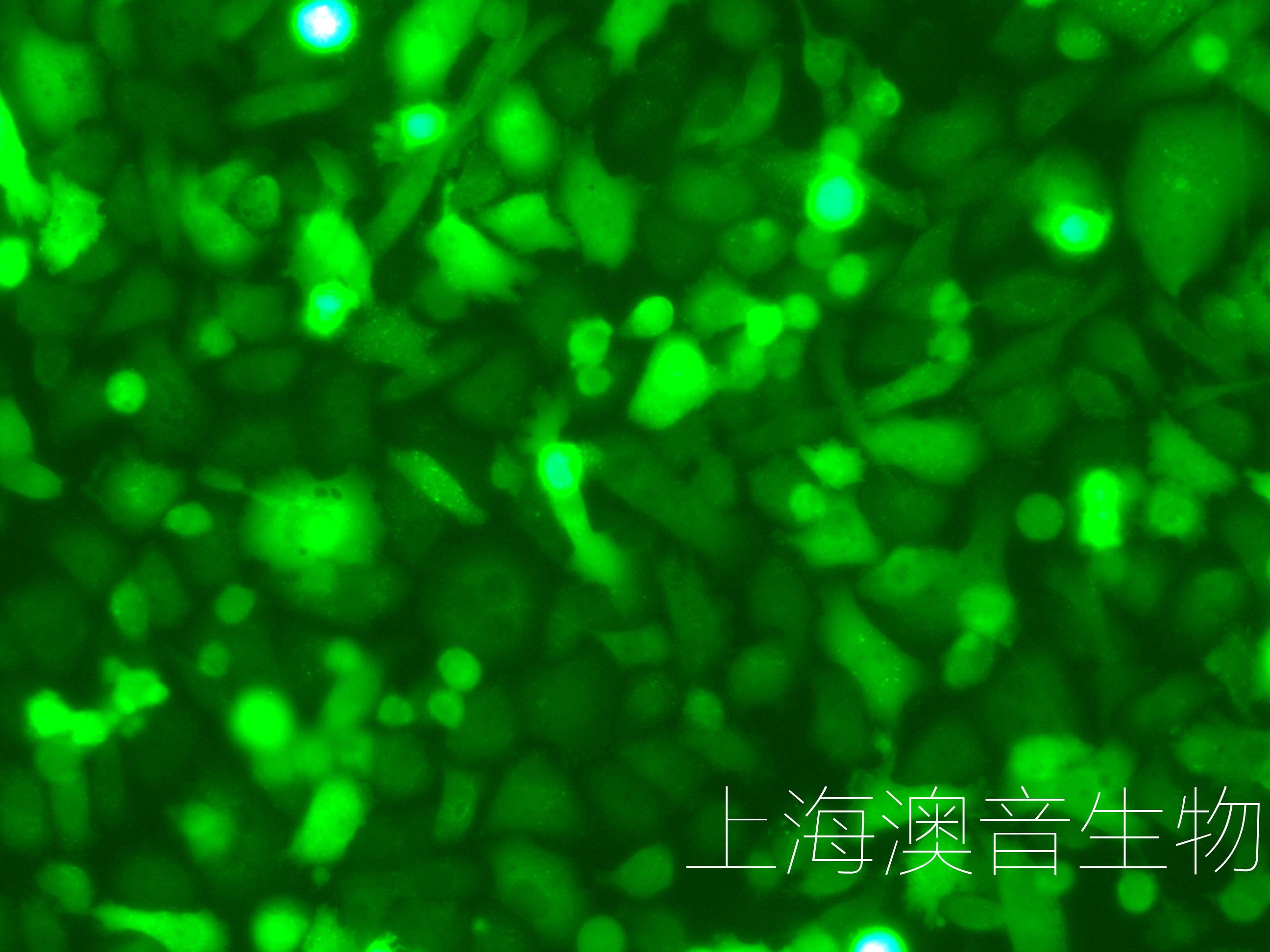 PC-3-LUC-GFP-230317