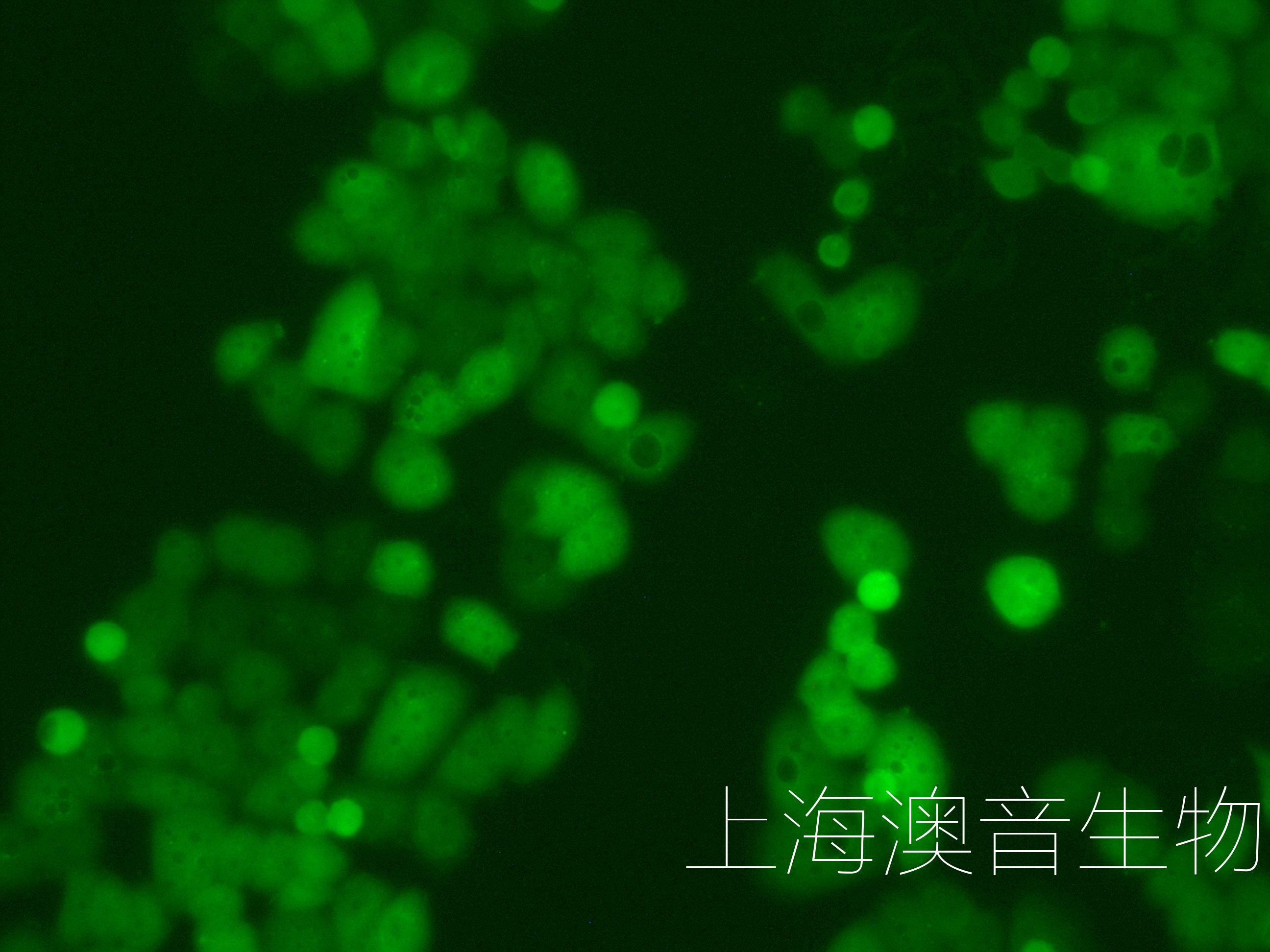 468-LUC-GFP-230909