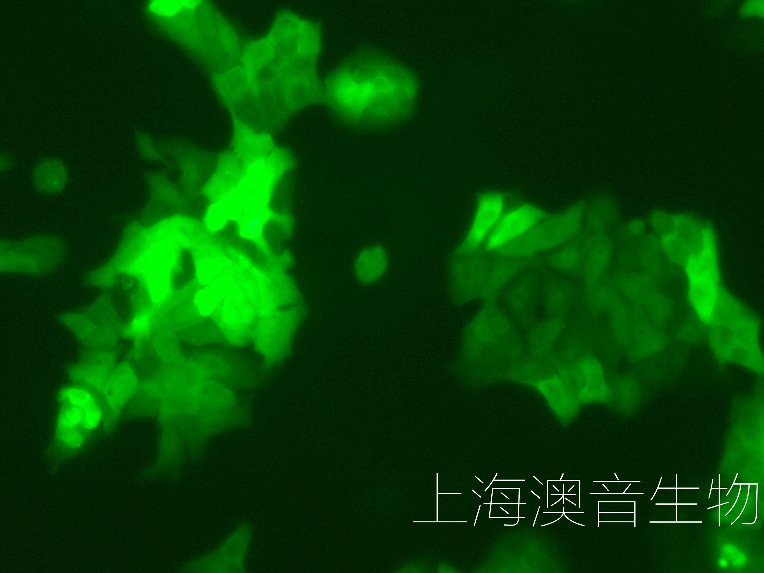 DLD-1-LUC-GFP-231115