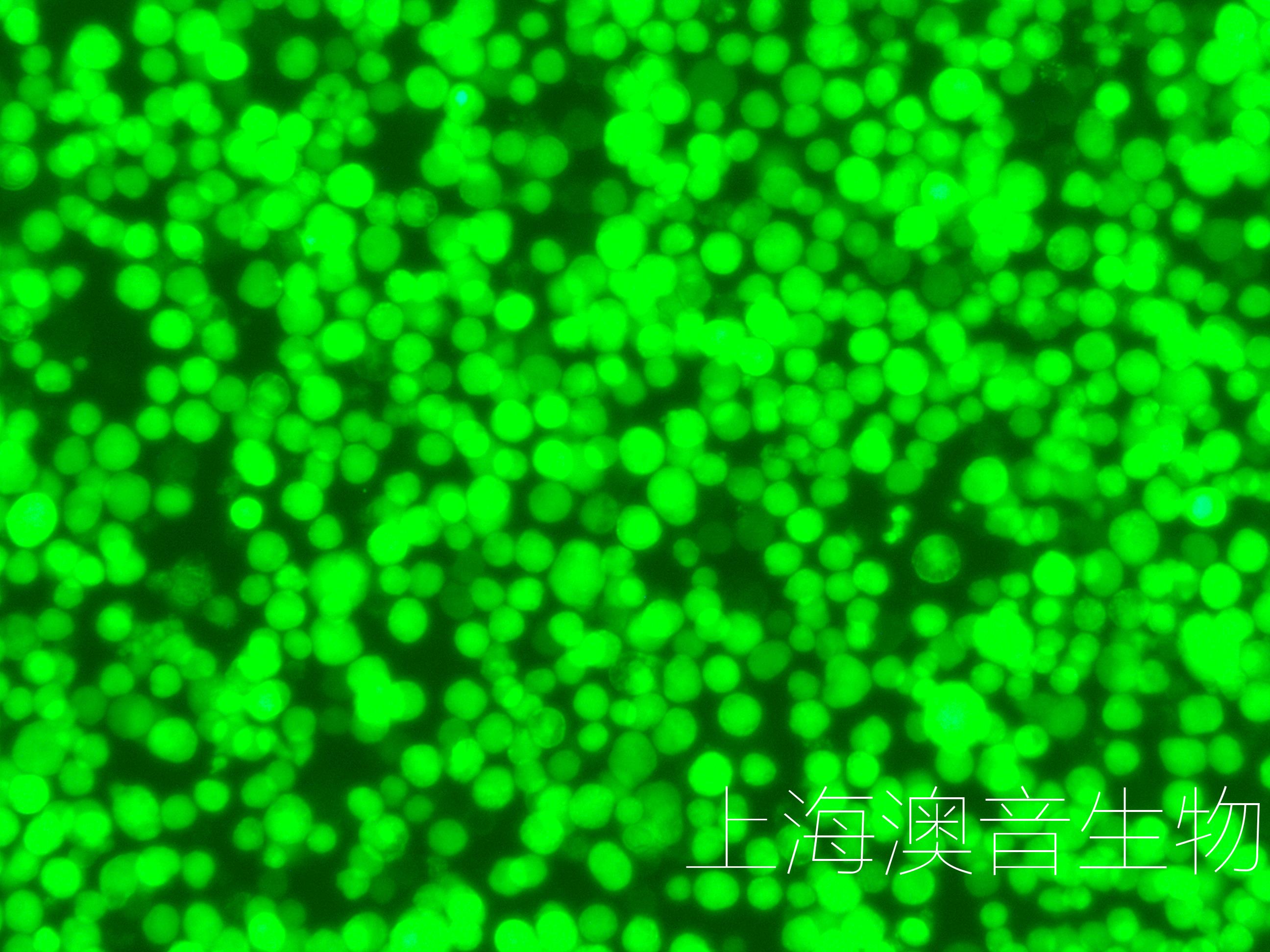 H22-LUC-GFP-231128-2