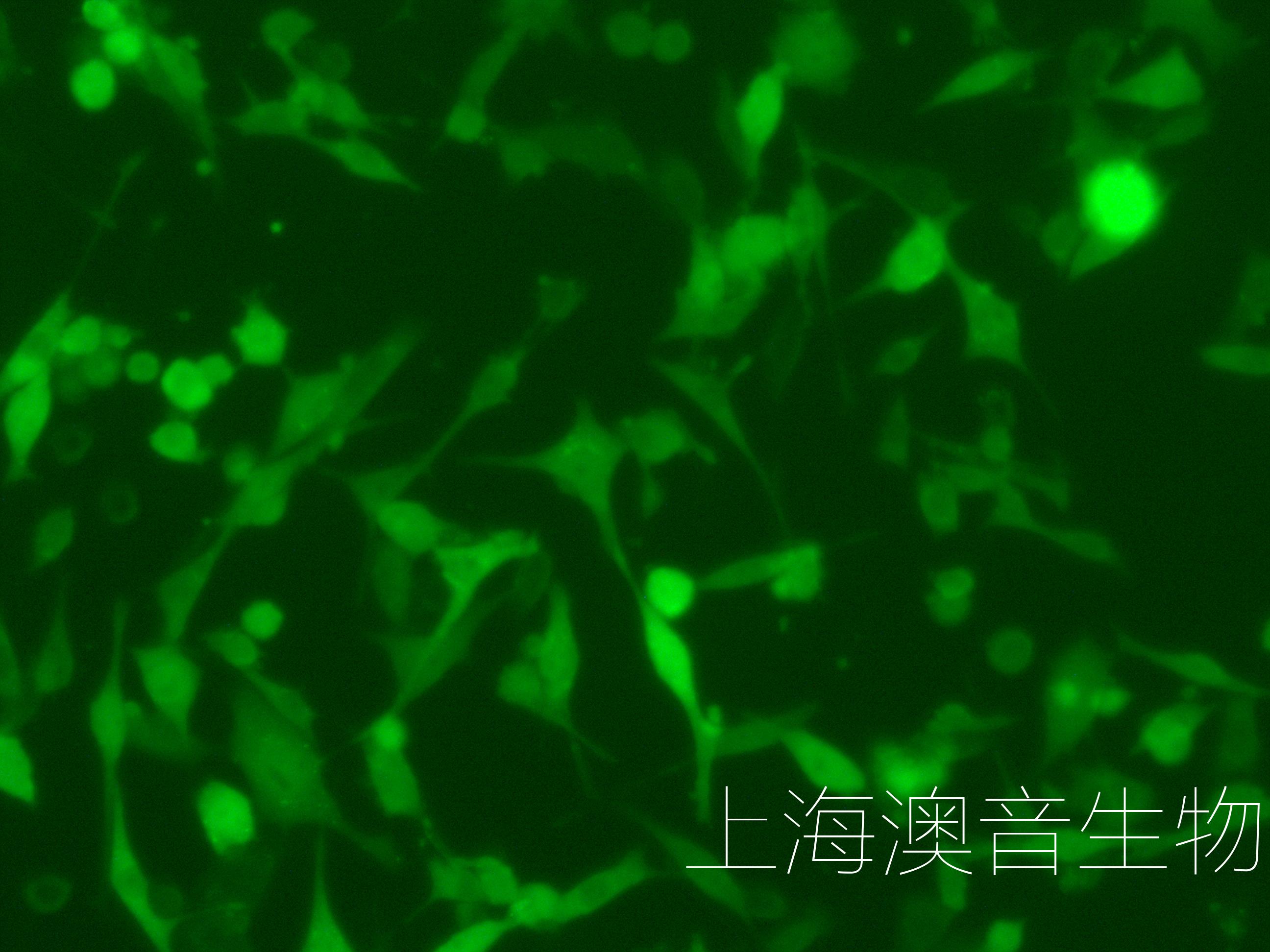 MC38-LUC-GFP-231208