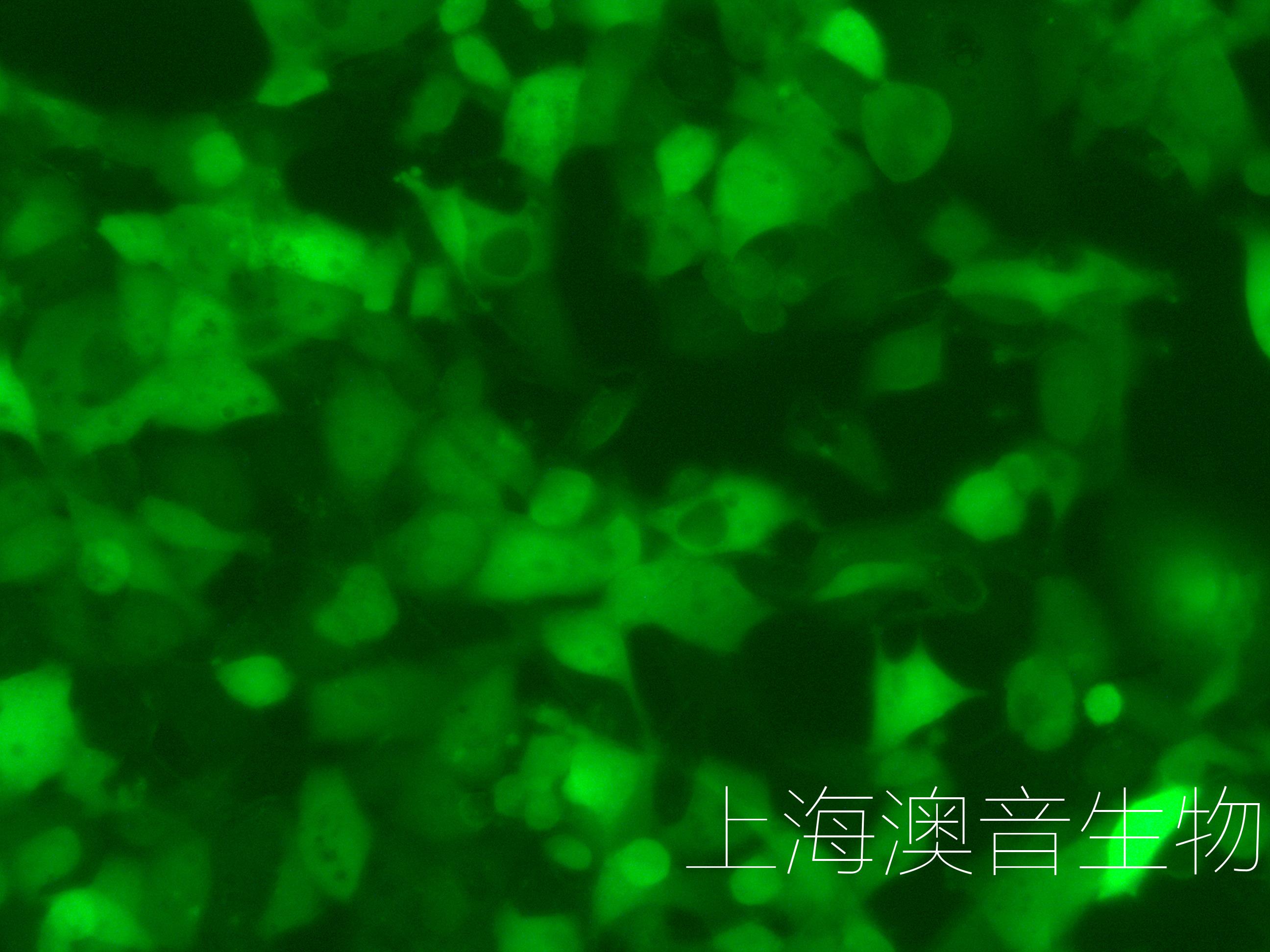 MSTO-211H-LUC-GFP-240222