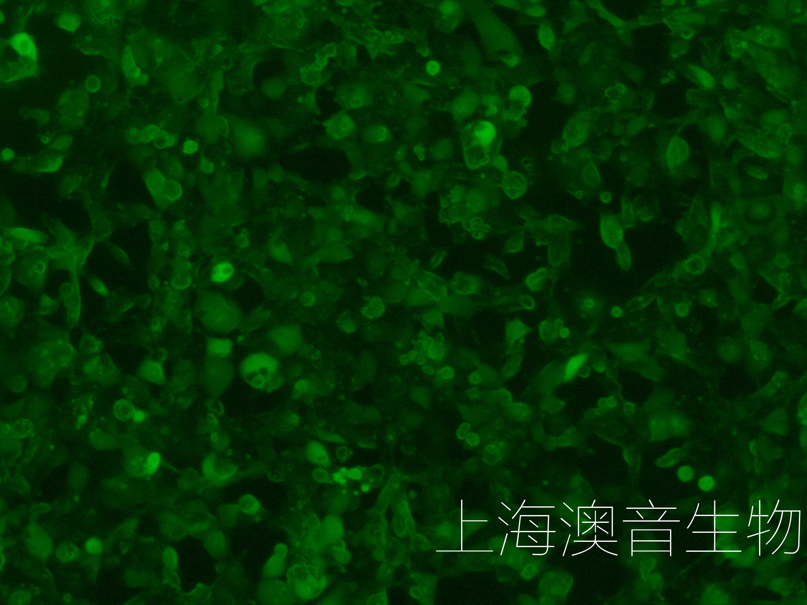 MSTO-211H-LUC-GFP-240222-1