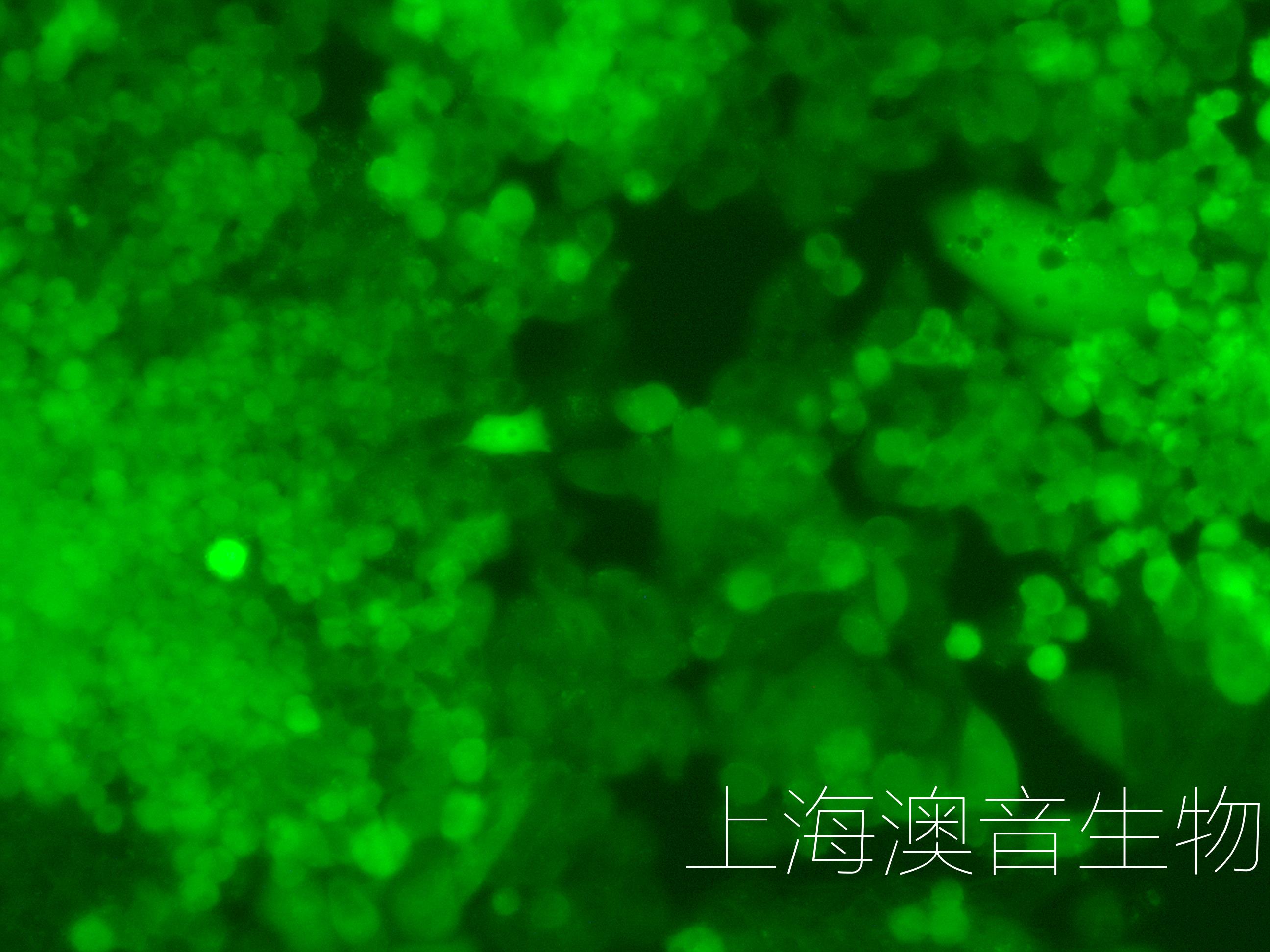 A2780-LUC-GFP-240316