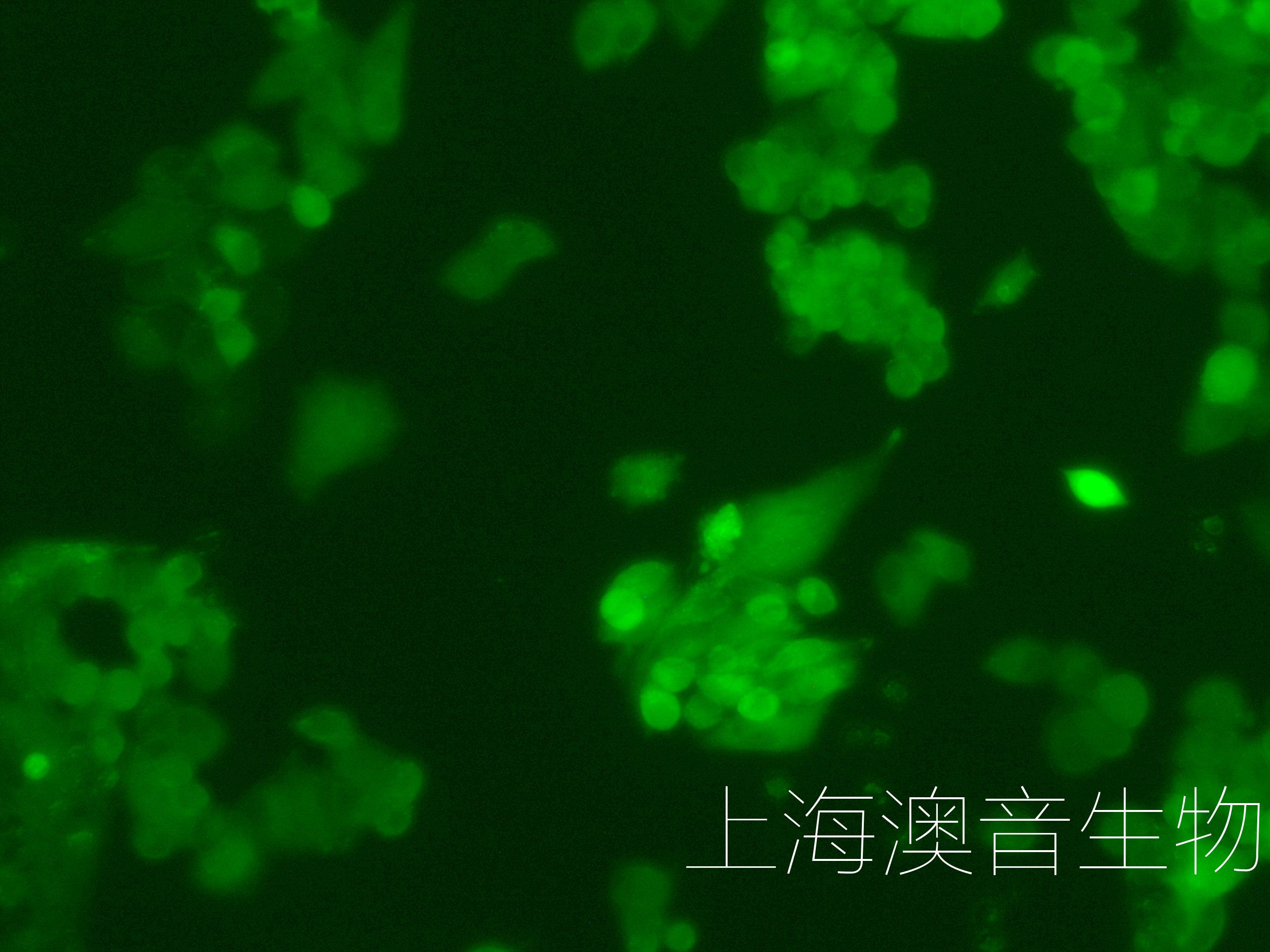 A2780-LUC-GFP-240316-1