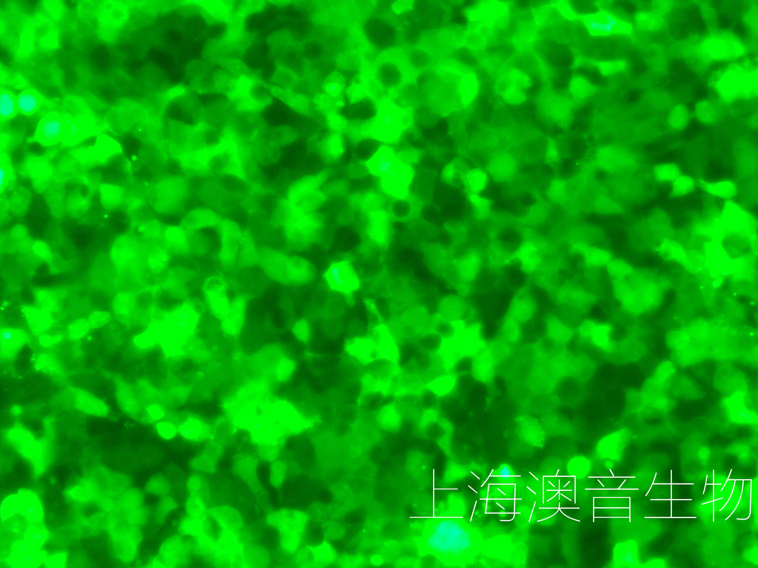 293T-LUC-GFP-240331