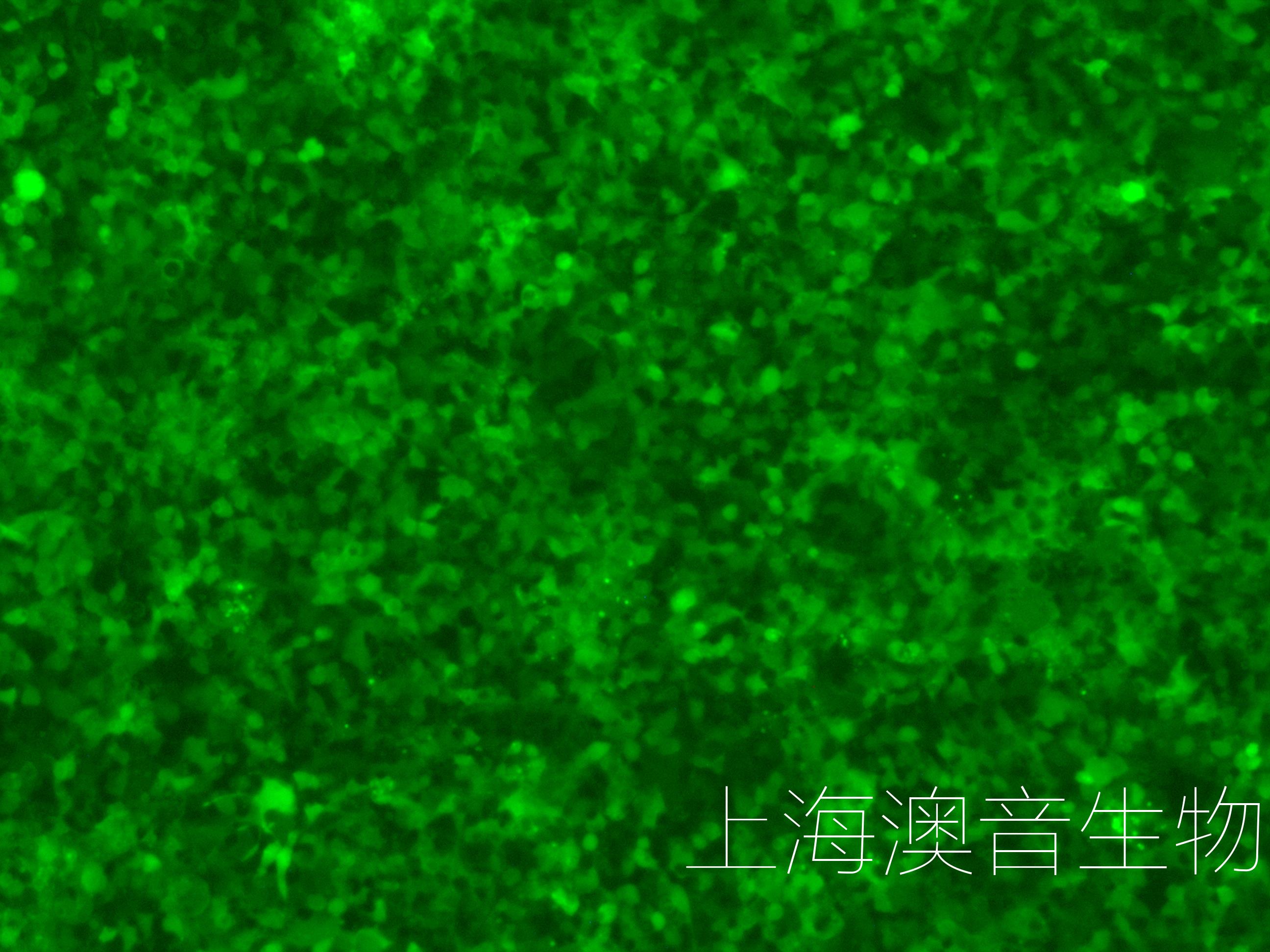 293T-LUC-GFP-240331-1