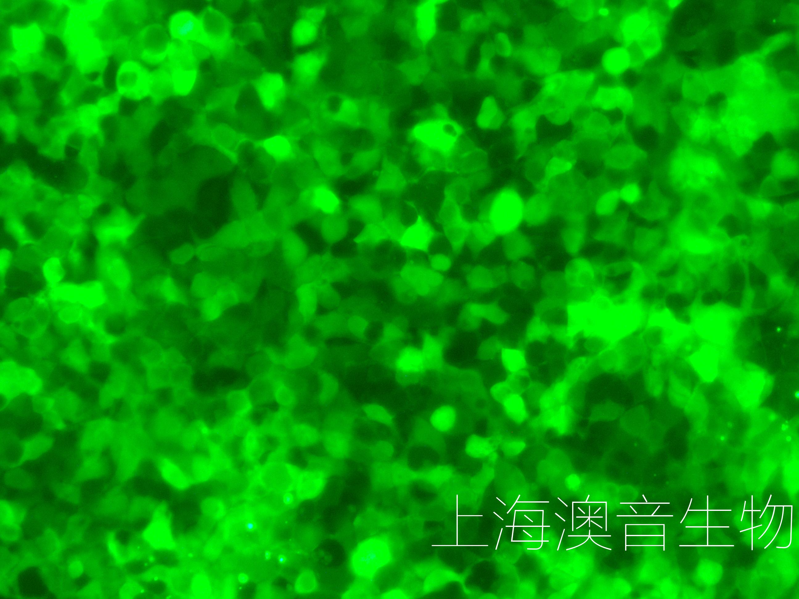 293T-LUC-GFP-240331-2