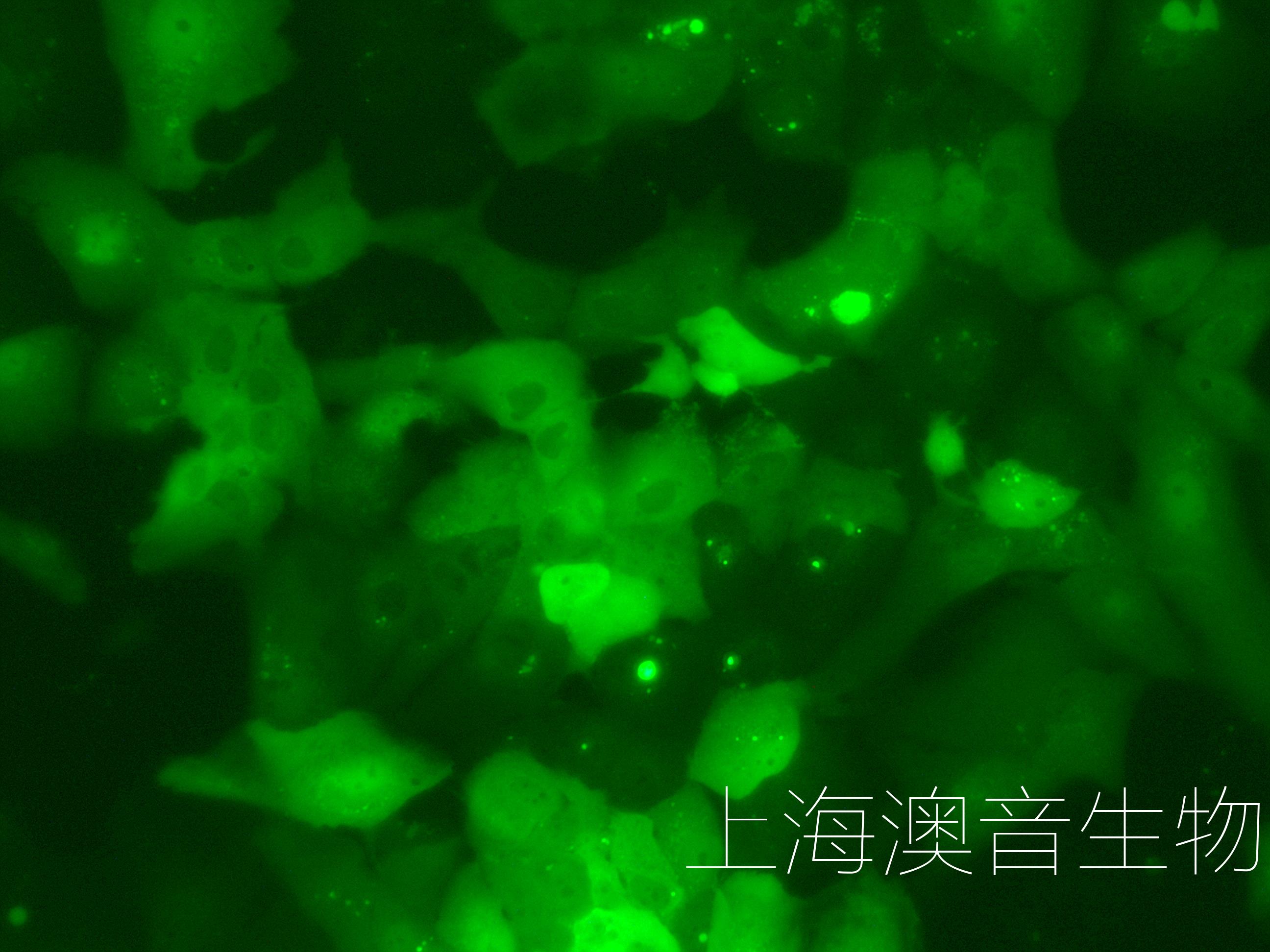 HUH7-LUC-GFP-240325