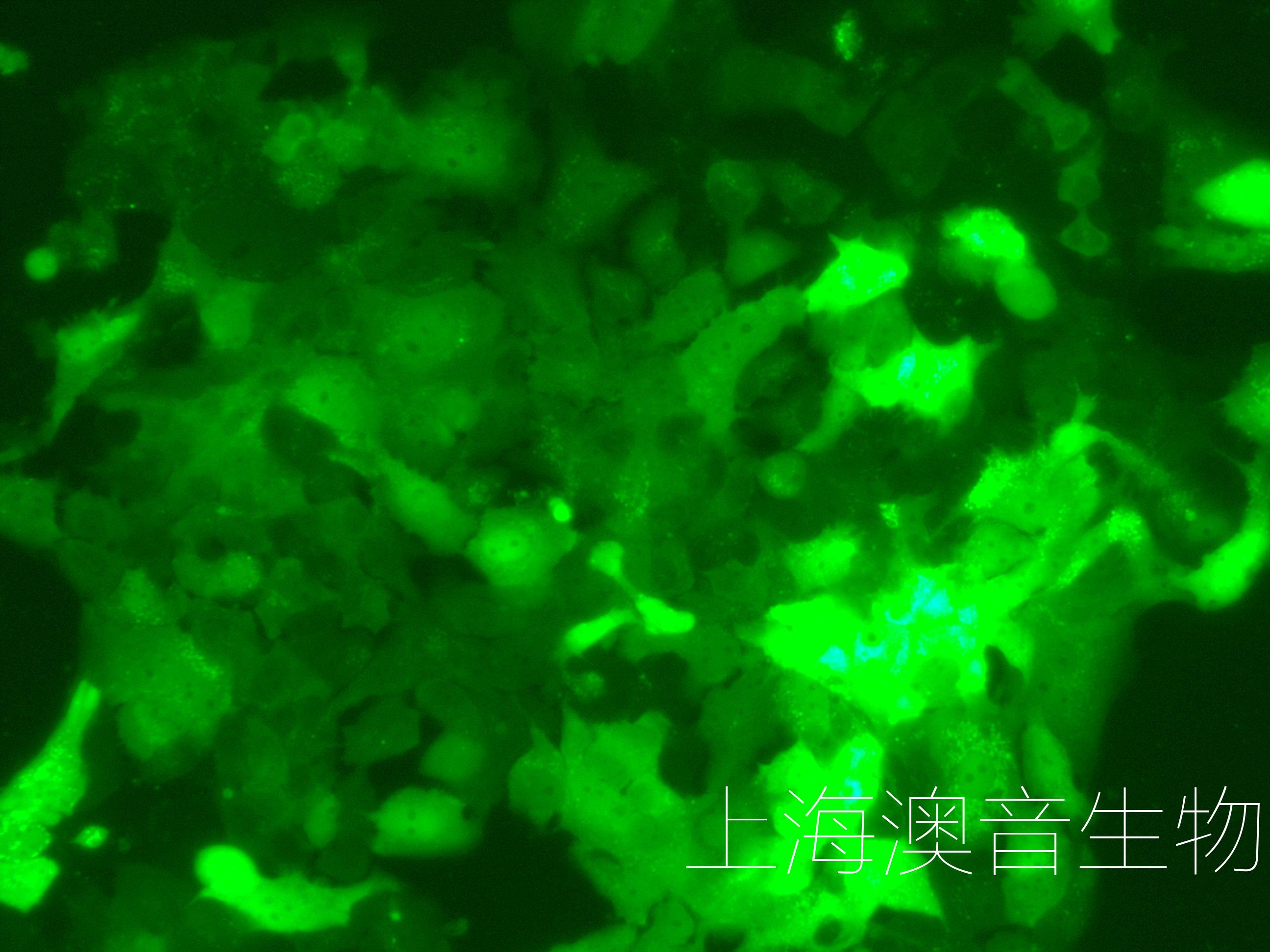 OV90-LUC-GFP-240325-1