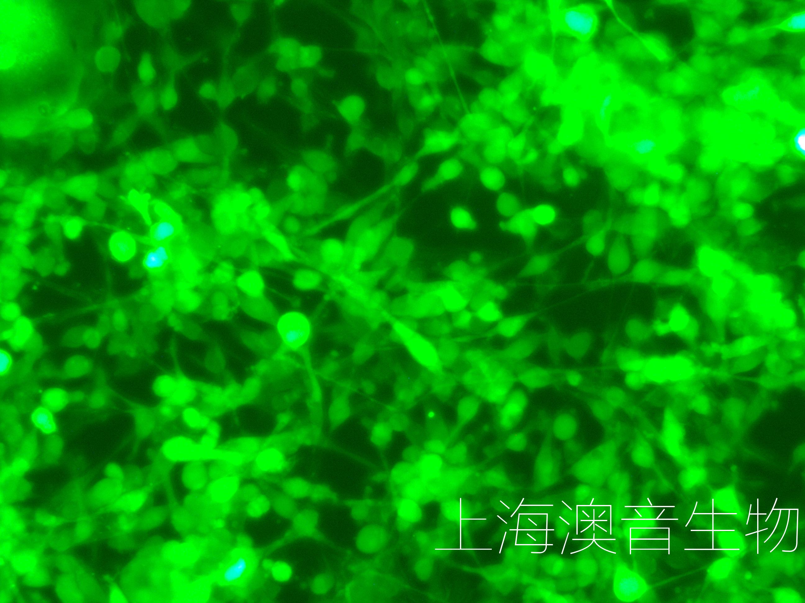 CT26-GFP-P-240423-1