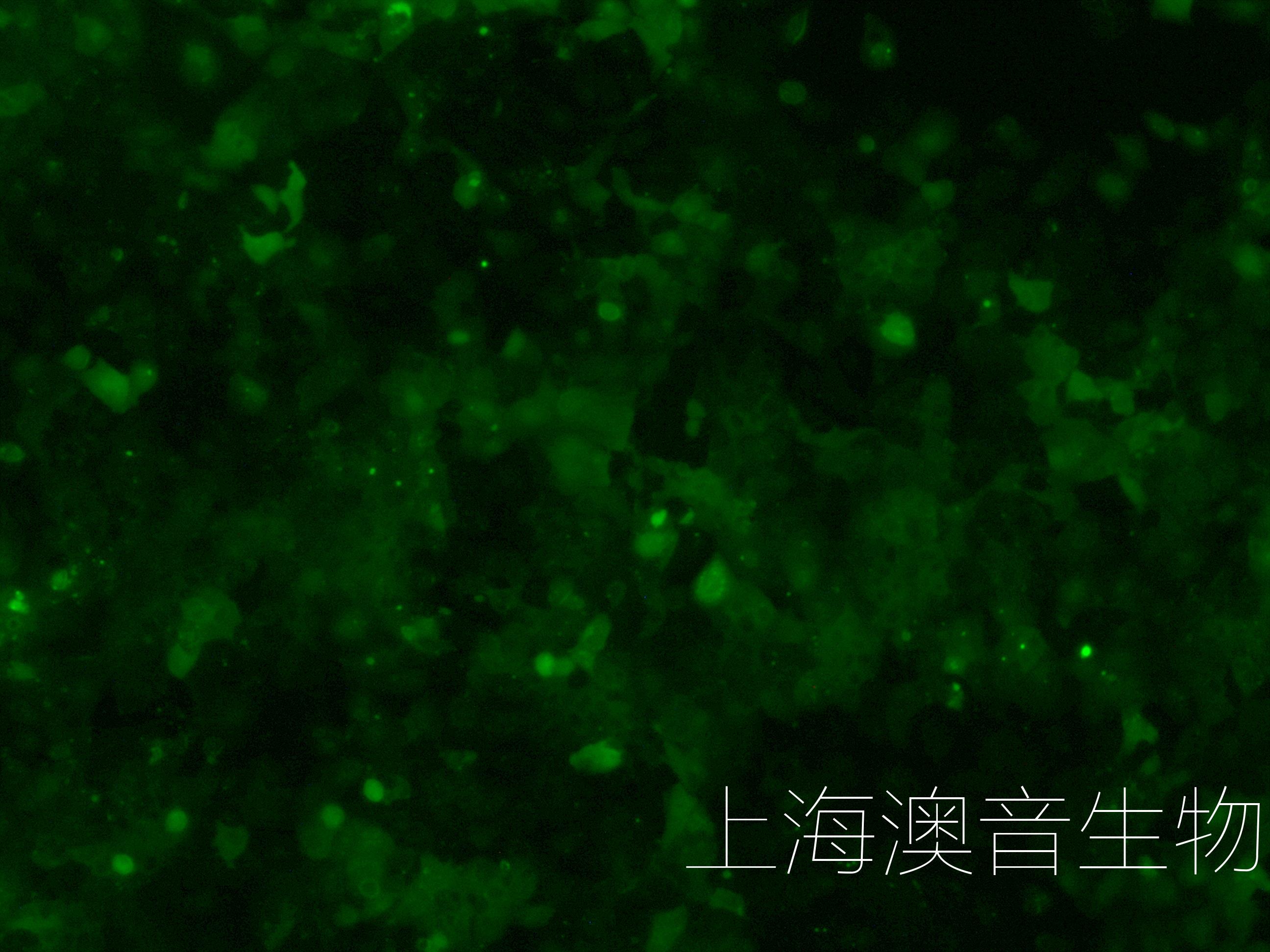 HUH7-LUC-GFP-240412-3