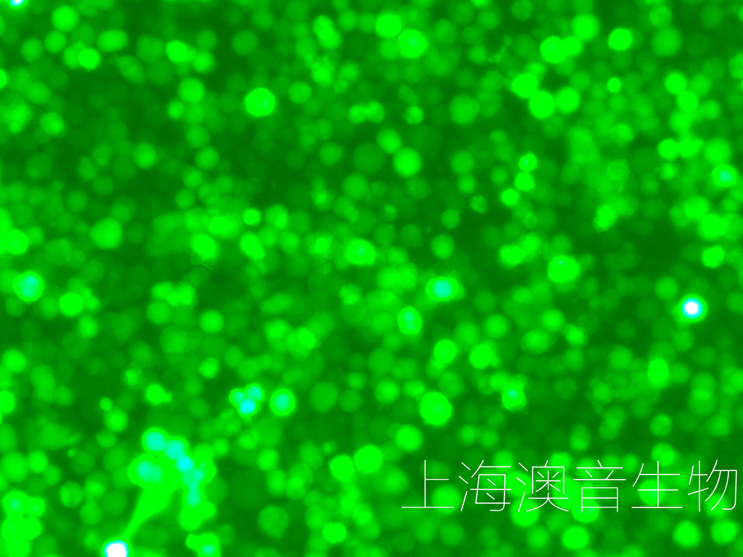 K562-LUC-GFP-240417-1