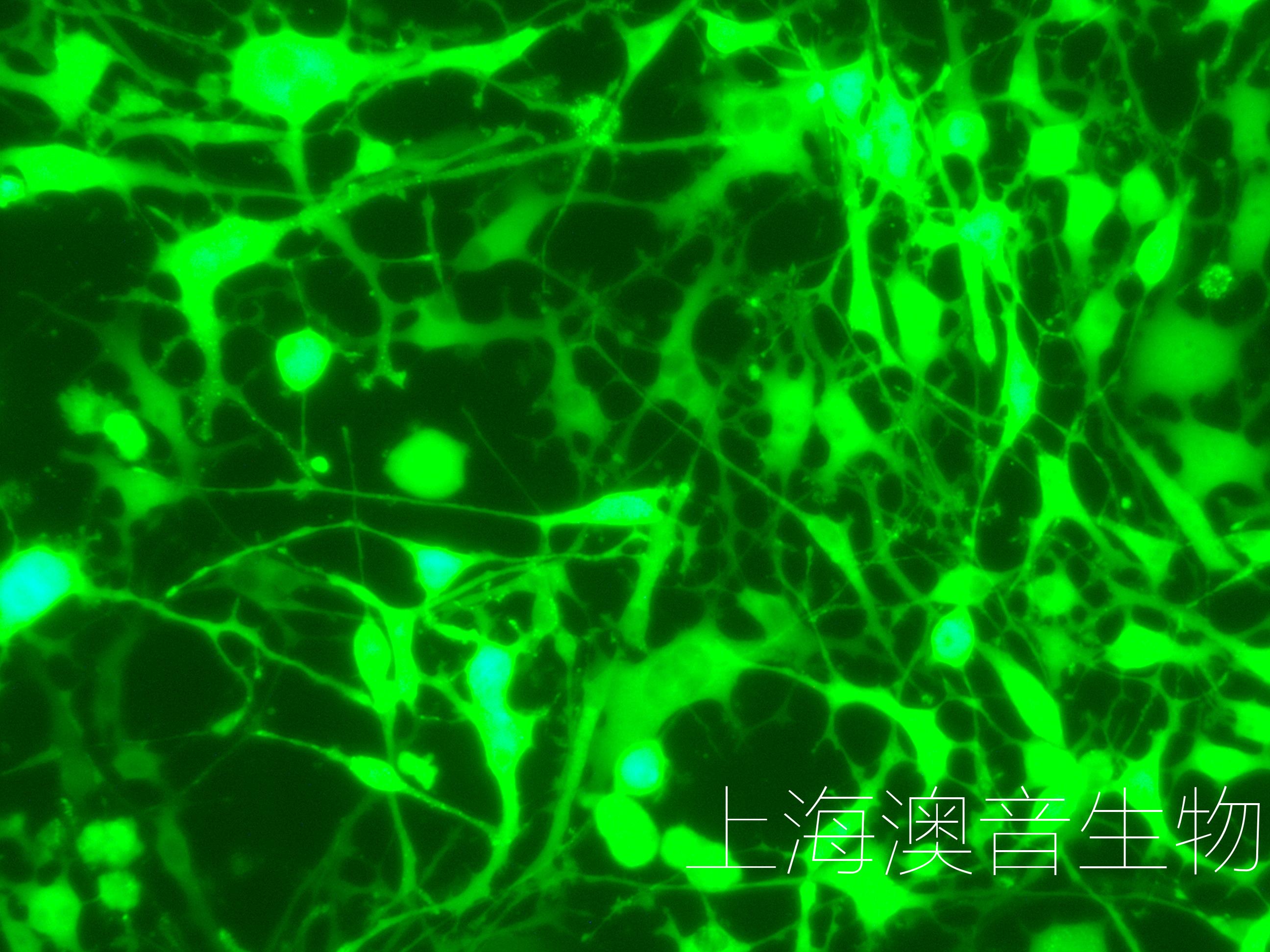 K7M2WT-LUC-GFP-240429